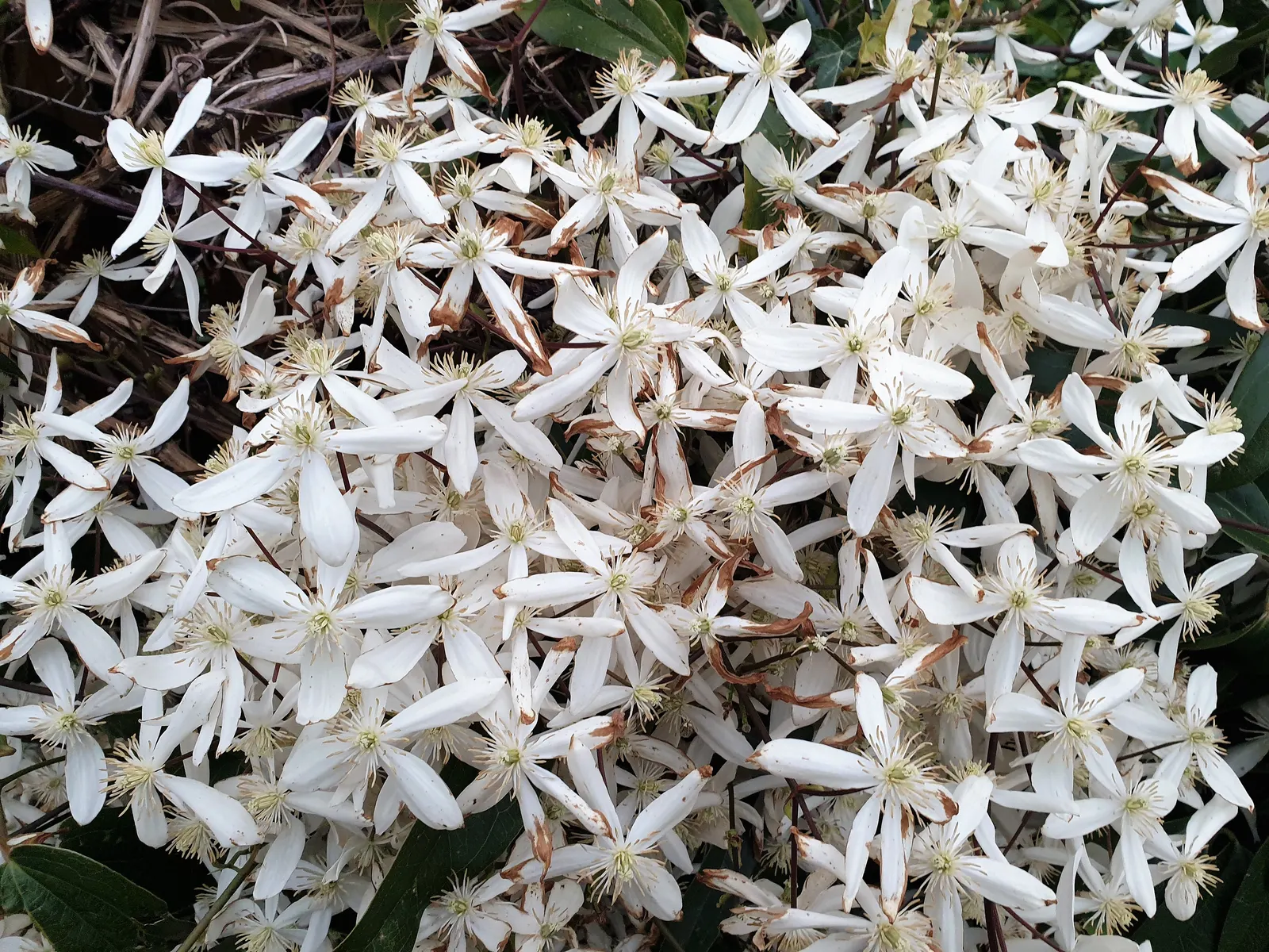 Evergreen Clematis (Clematis Armandii) — dense green curtain up to 25 feet high