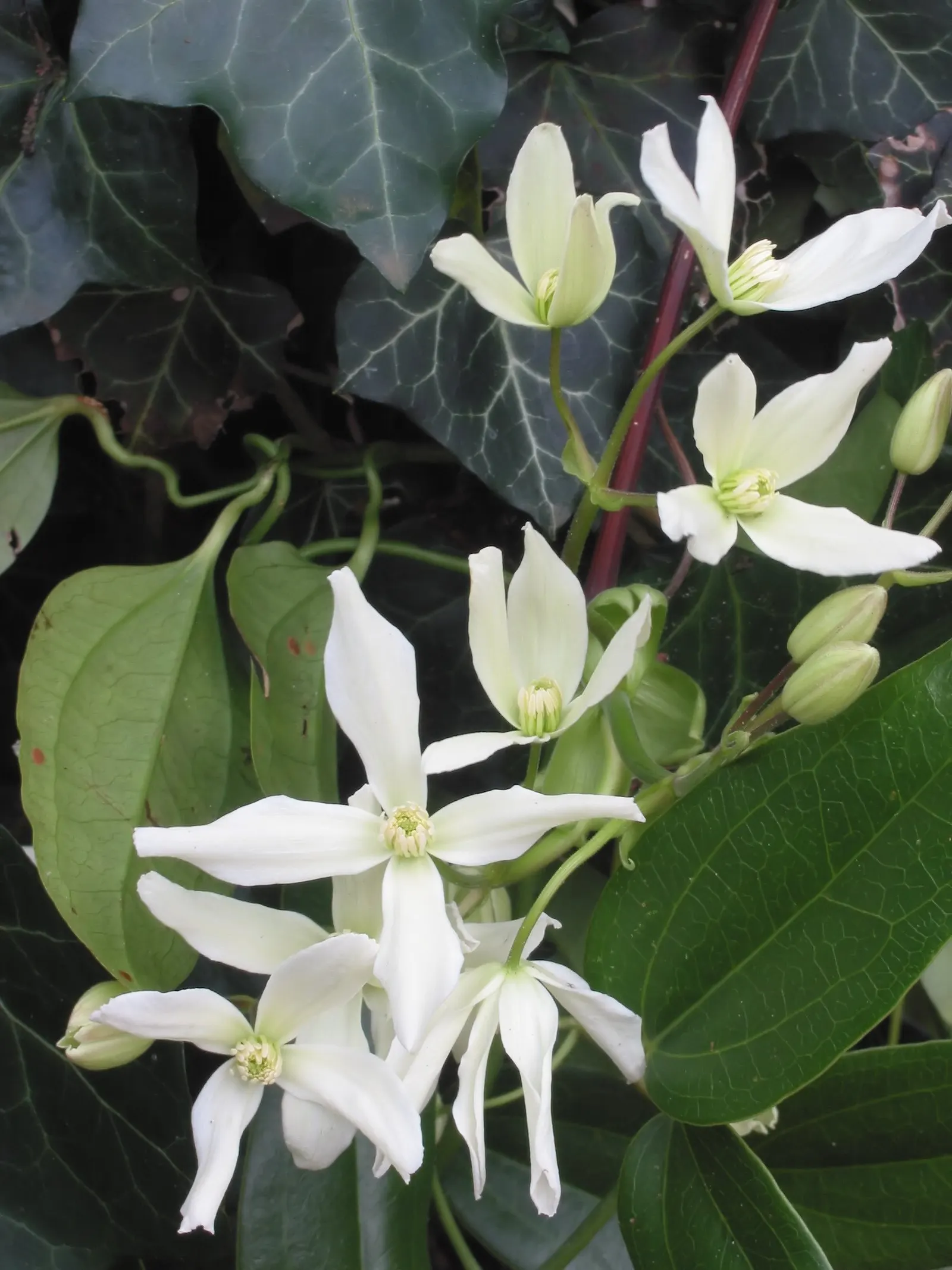 Evergreen Clematis (Clematis Armandii) — Not only do these blossoms add visual appeal