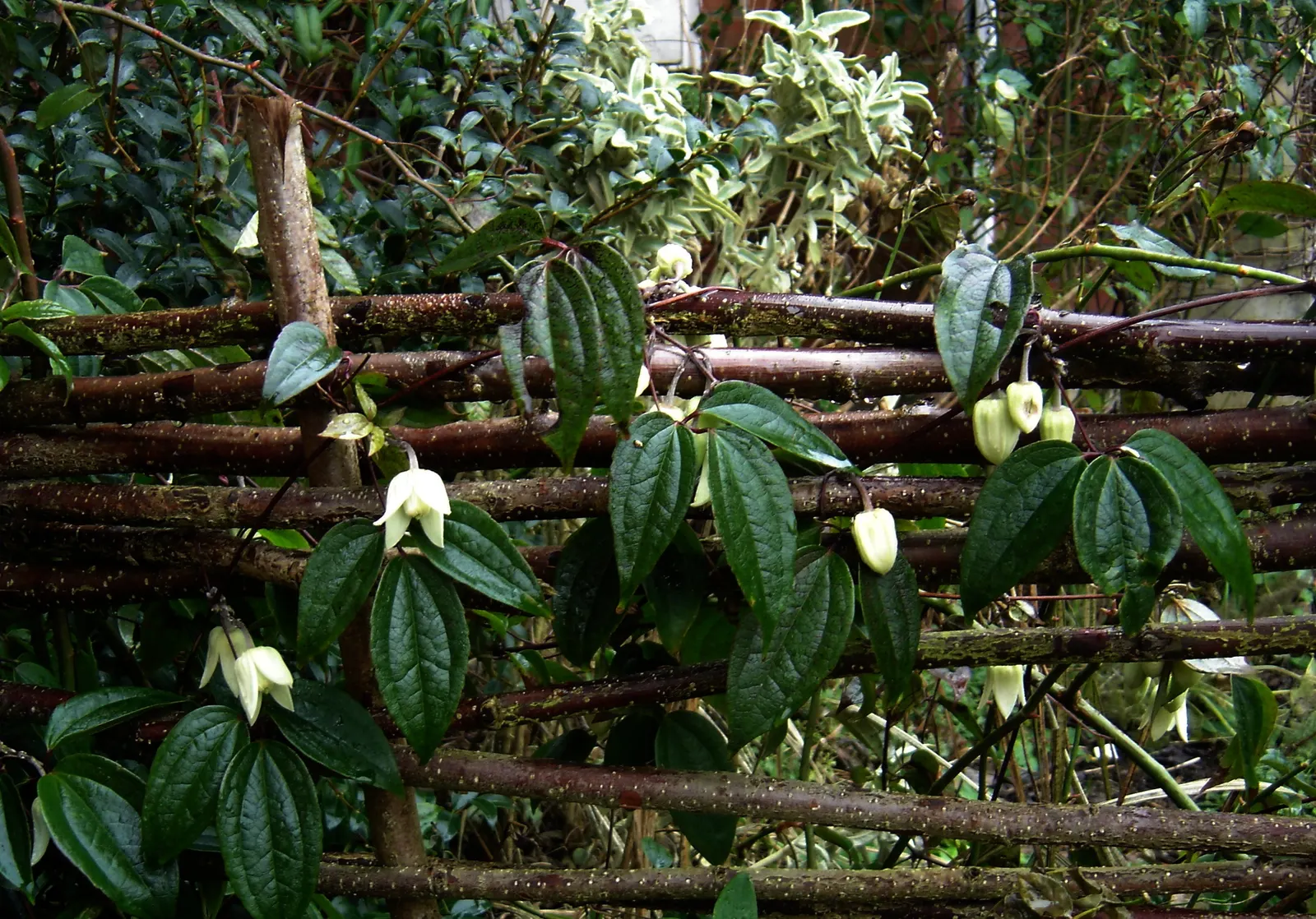 Evergreen Clematis (Clematis Armandii) — Clematis armandii produces clusters of star-shaped