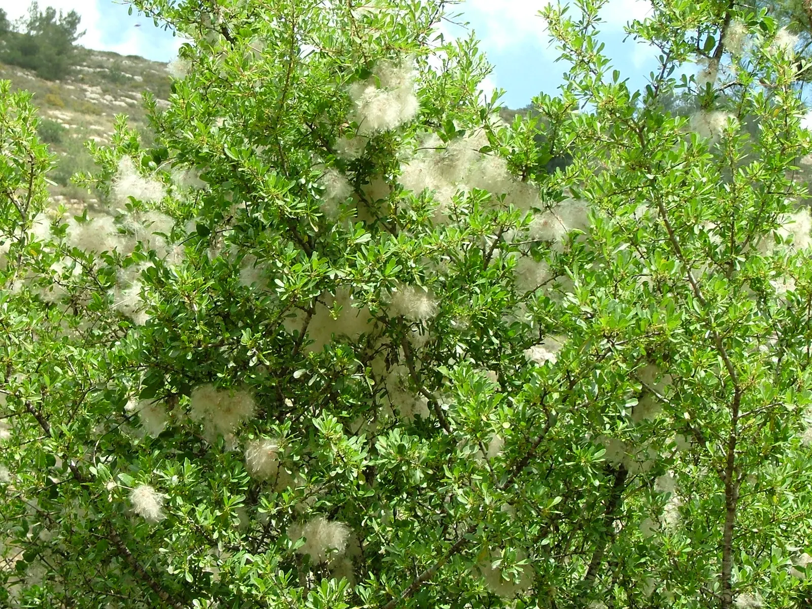 Evergreen Clematis (Clematis Armandii) — exuding a delightful almond-like fragrance