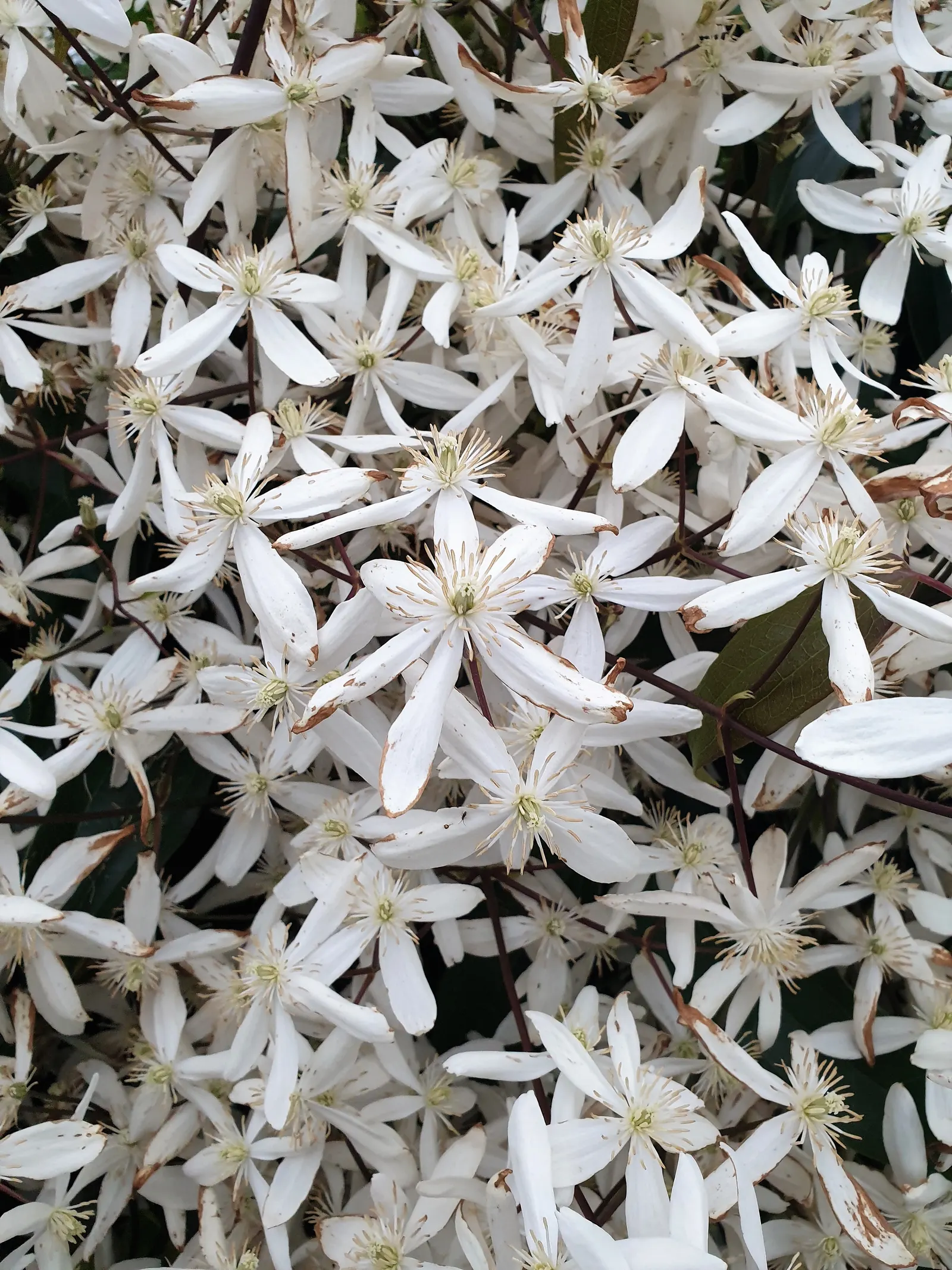 Evergreen Clematis (Clematis Armandii) — is a vigorous evergreen climber cherished for its year-round foliage and profuse