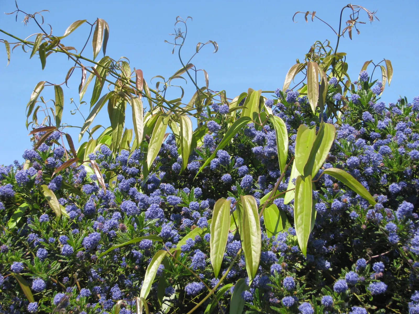 Evergreen Clematis (Clematis Armandii) — Evergreen Clematis (Clematis armandii) is a vigorous, evergreen vine with leathery, dark green leaves; creamy white