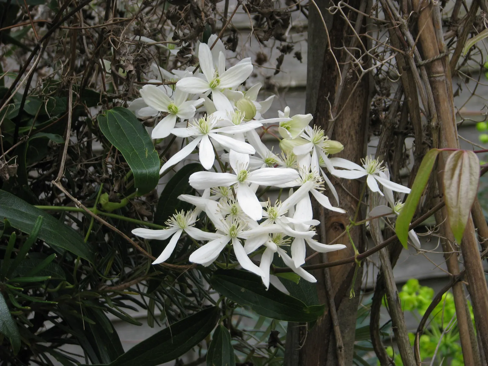 Evergreen Clematis (Clematis Armandii) — vine for full or half