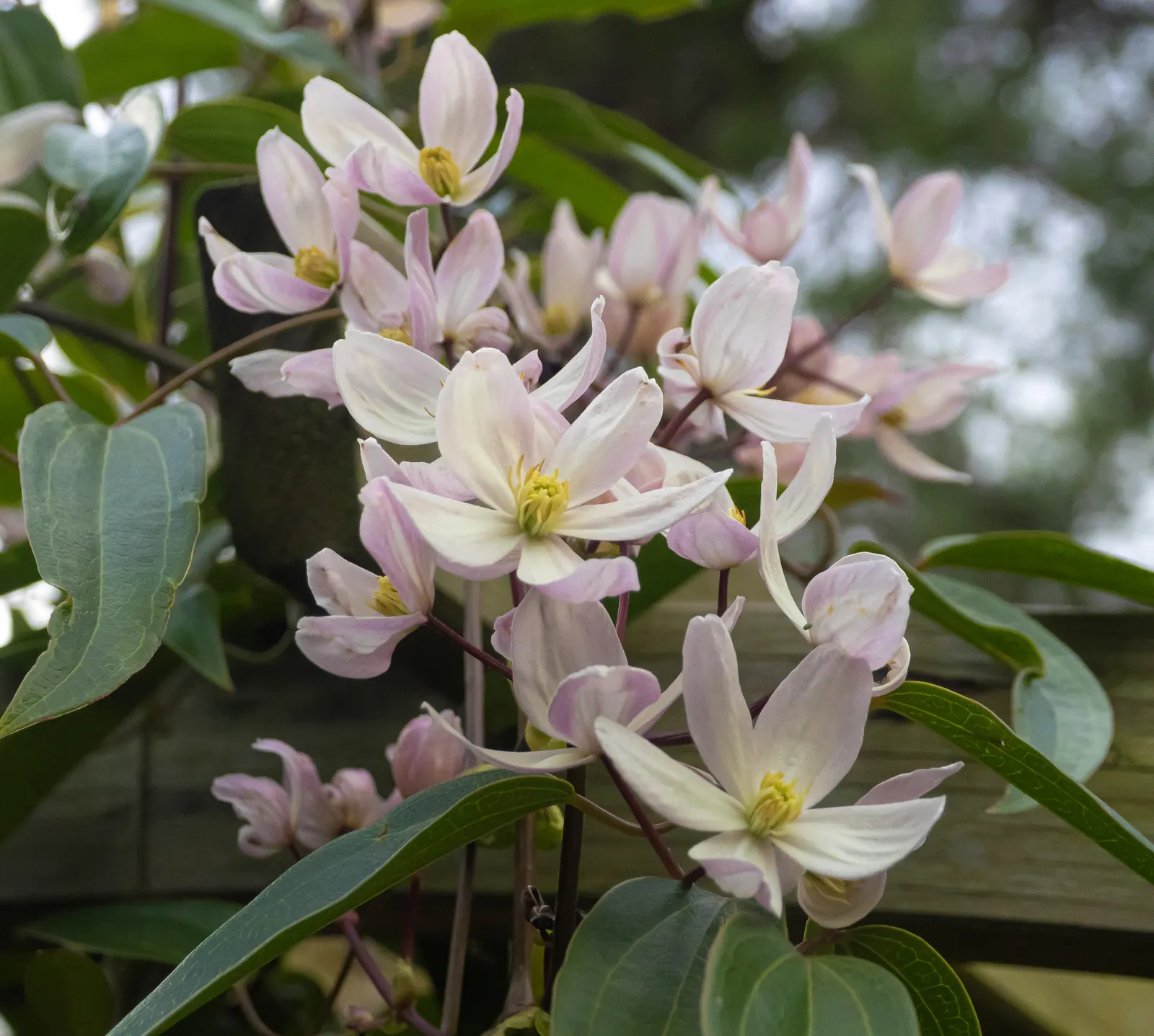 Evergreen Clematis (Clematis Armandii) — leathery leaves that can grow up to 6 inches long; evergreen Clematis (Clematis armandii) is a vigorous, evergreen