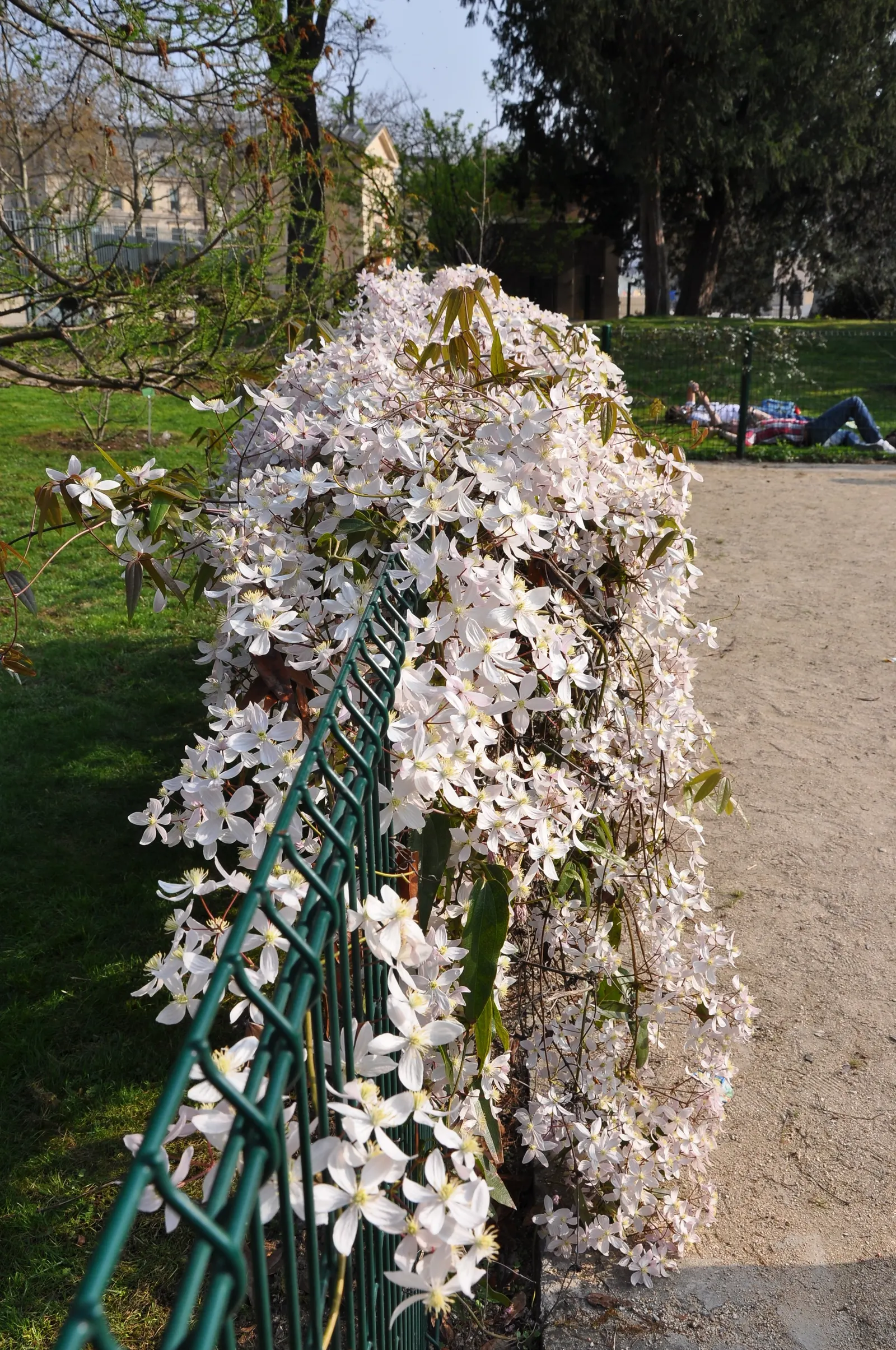 Evergreen Clematis (Clematis Armandii) — making it ideal for trellises; not only do these blossoms add visual appeal