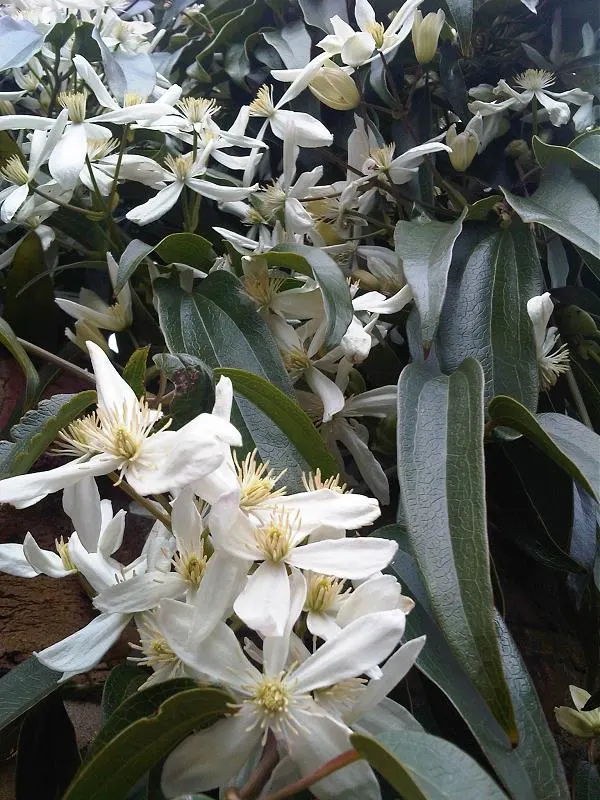Evergreen Clematis (Clematis Armandii) — preferably in full sun to part shade