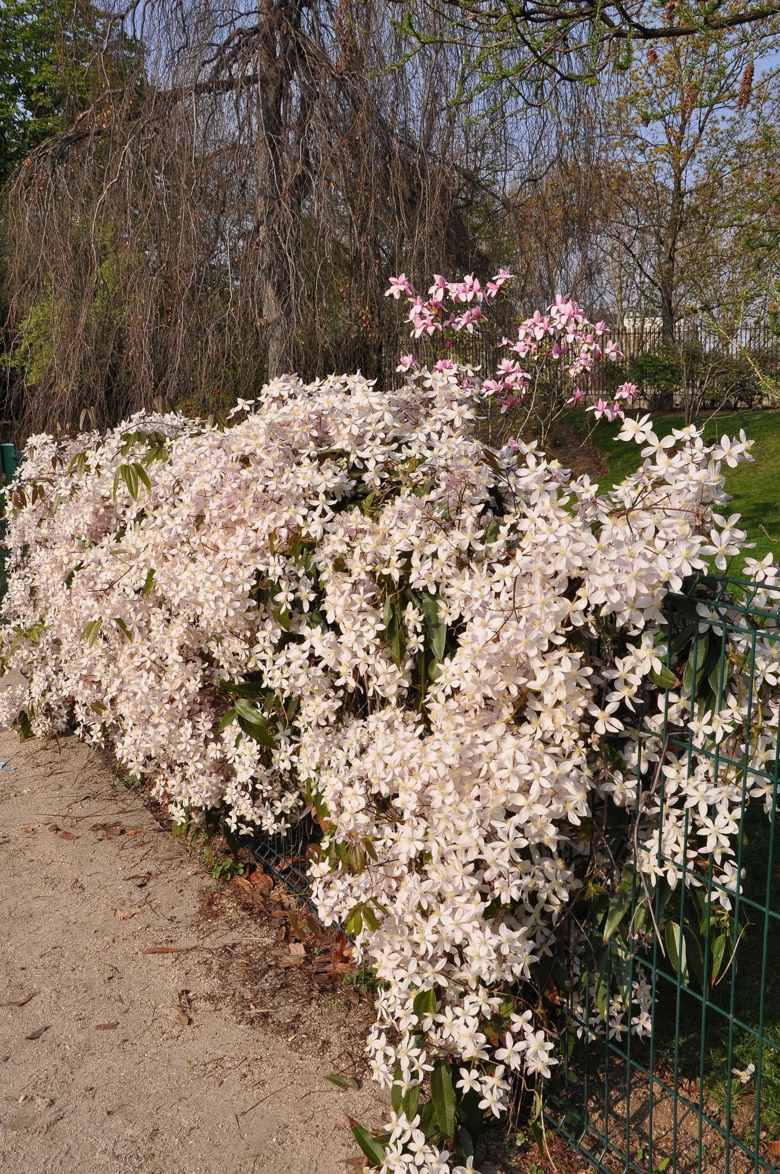 Evergreen Clematis (Clematis Armandii) — Clematis armandii produces clusters of star-shaped; from late winter to early spring