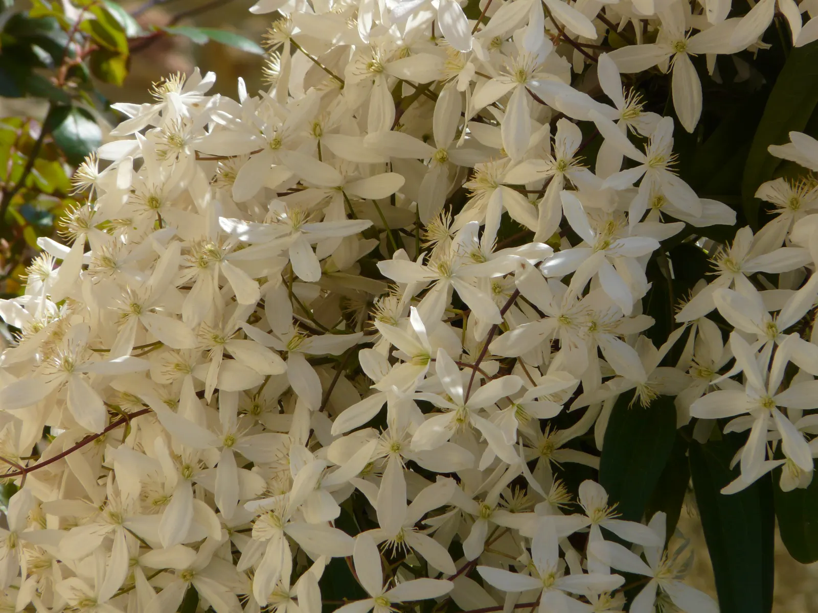 Evergreen Clematis (Clematis Armandii) — From late winter to early spring; plant Clematis armandii in fertile