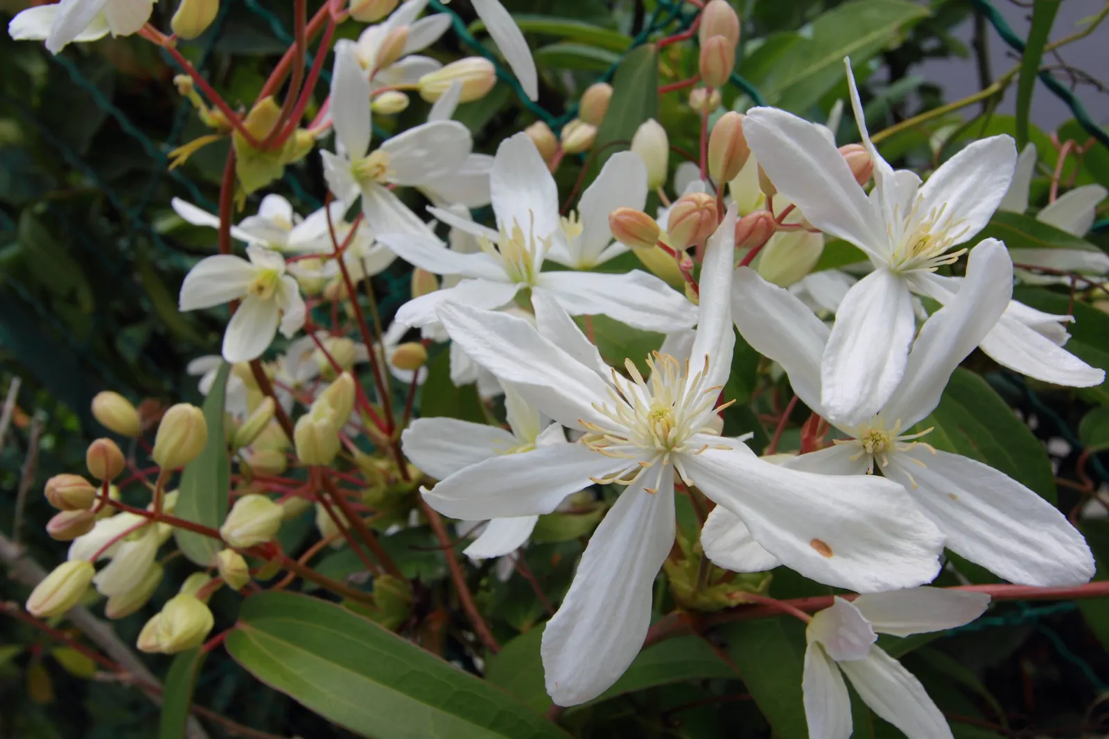Evergreen Clematis (Clematis Armandii) — Not only do these blossoms add visual appeal; white flowers in the garden