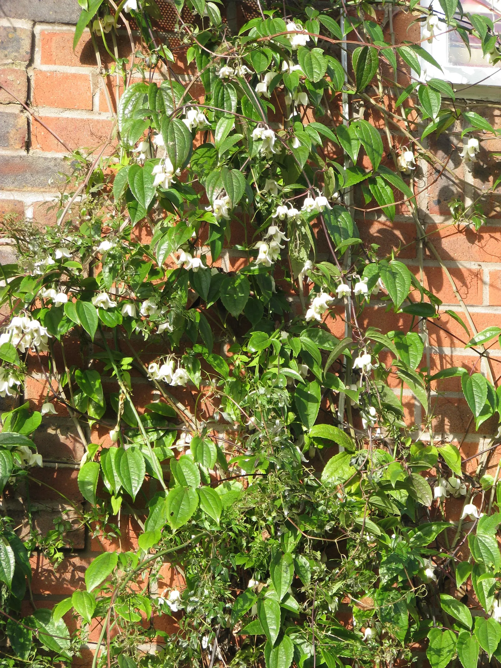Evergreen Clematis (Clematis Armandii) — or arbors.<br><br>In early to mid-spring
