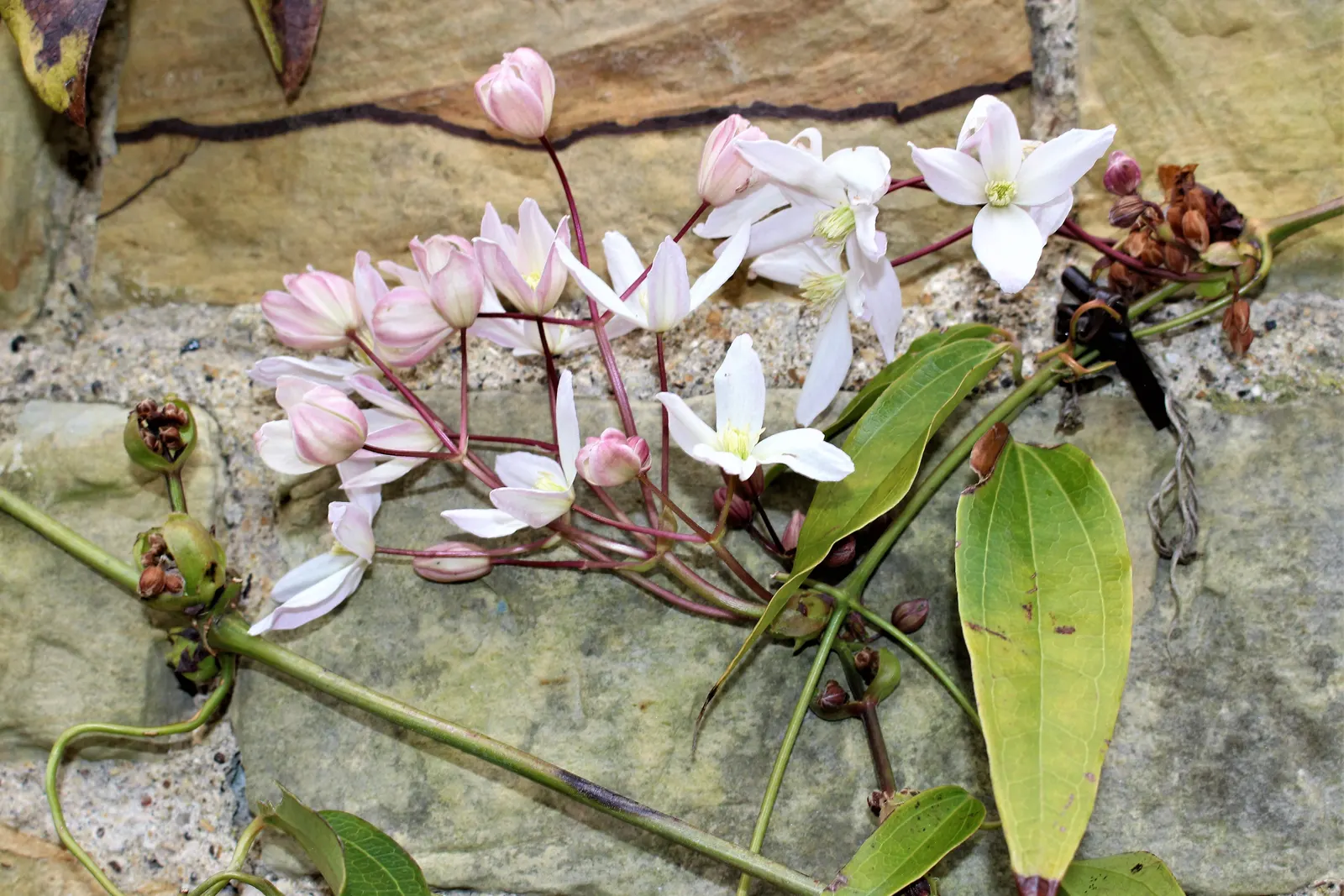 Evergreen Clematis (Clematis Armandii) — leathery leaves that can grow up to 6 inches long