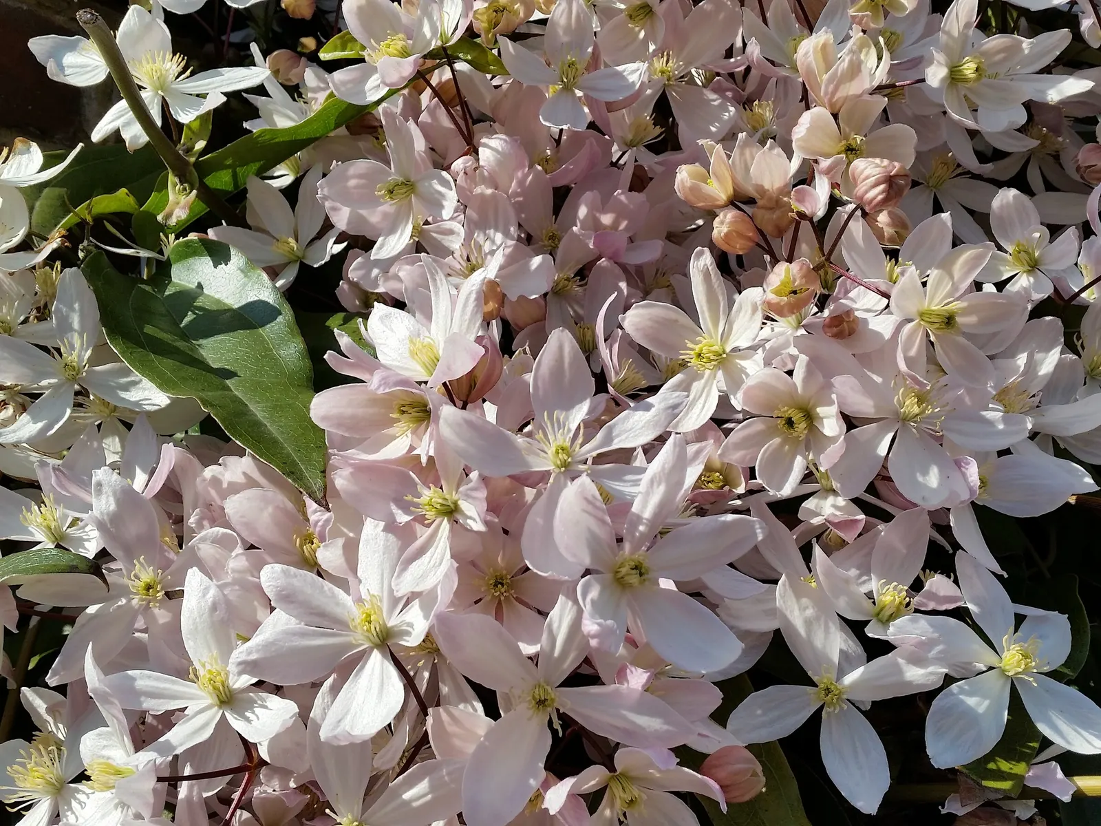 Evergreen Clematis (Clematis Armandii) — consider its ability to provide privacy