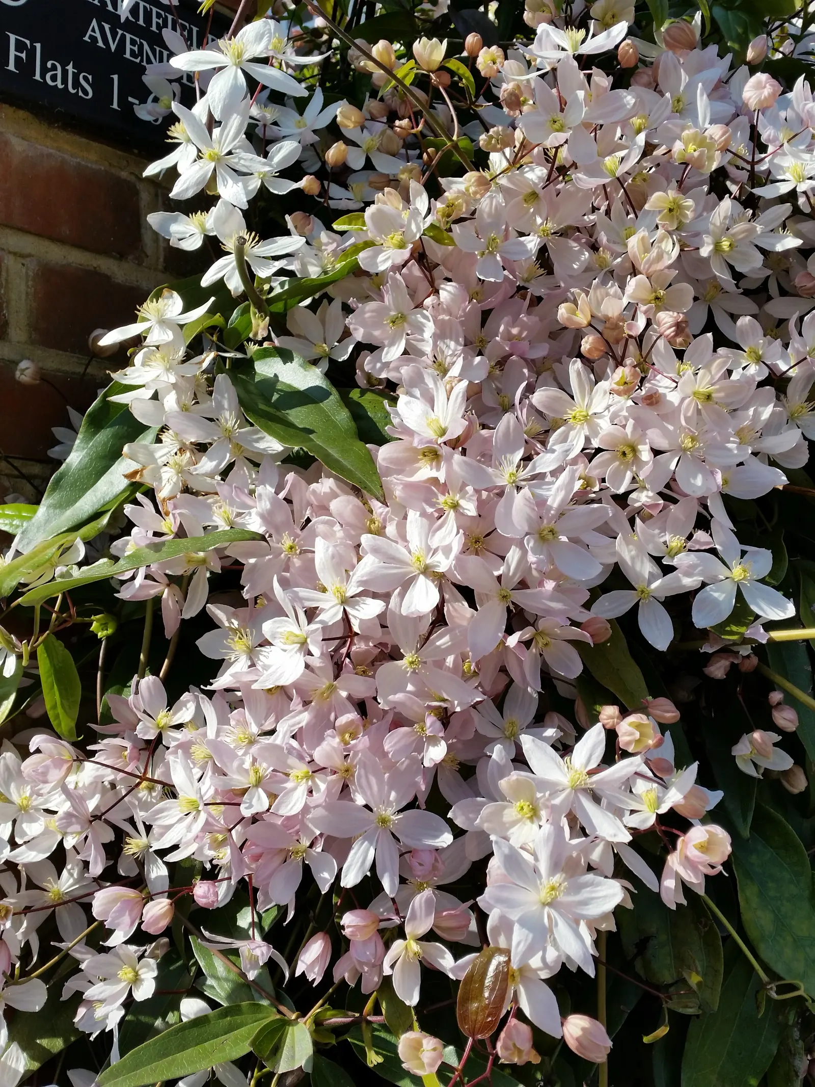 Evergreen Clematis (Clematis Armandii) — enhancing the garden's eco-friendliness.<br><br>For optimal growth