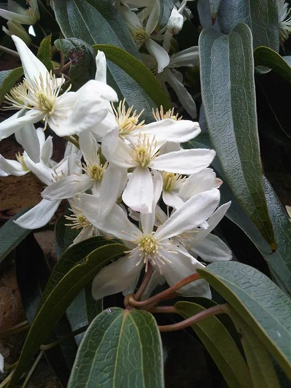 Evergreen Clematis (Clematis Armandii) — and requires minimal pruning