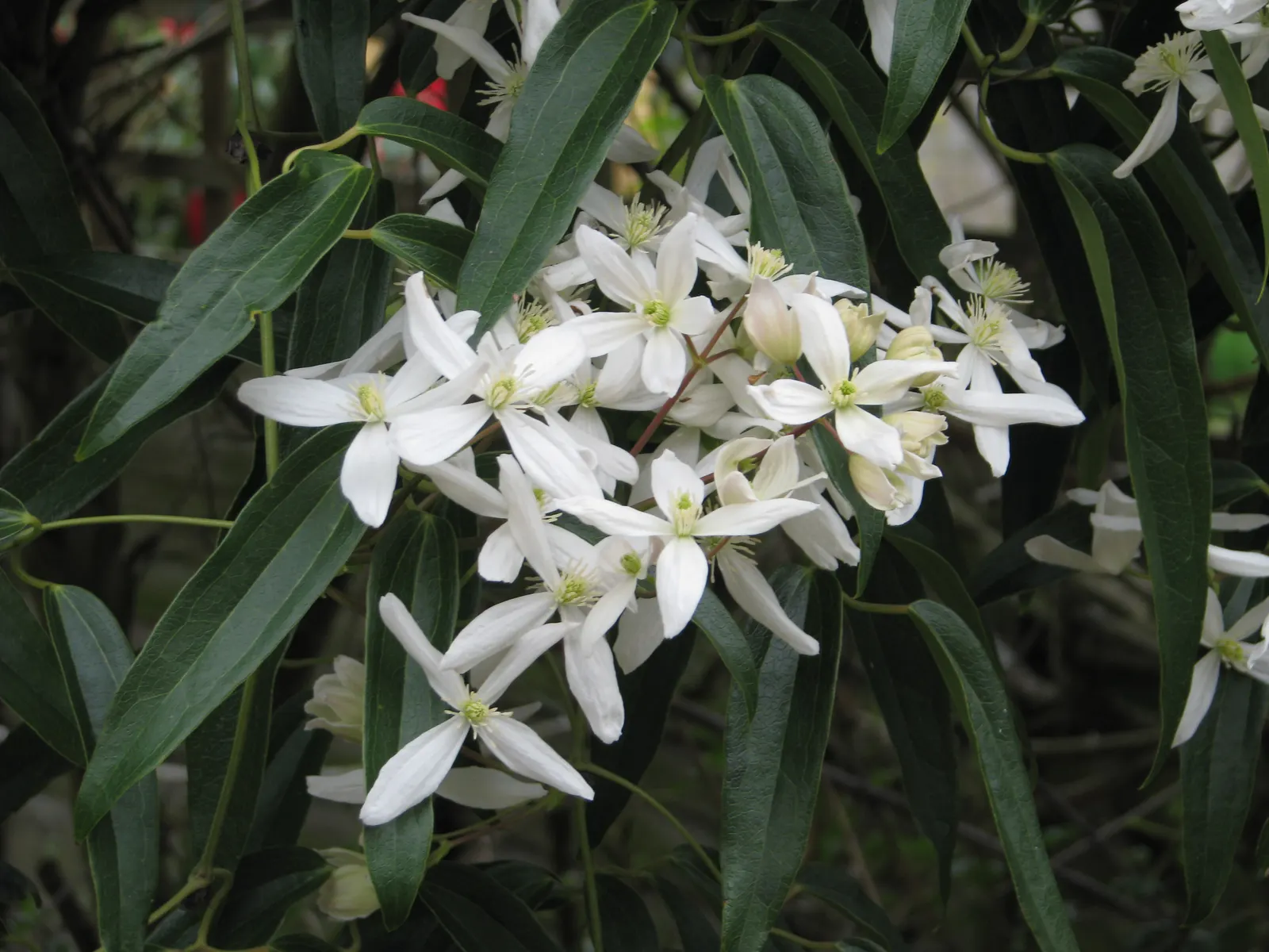 Evergreen Clematis (Clematis Armandii) — vine with white blooms