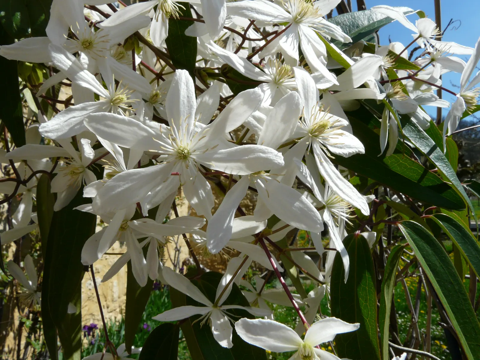 Evergreen Clematis (Clematis Armandii) — Although it is drought-tolerant once established, regular watering during dry periods can maintain vigor