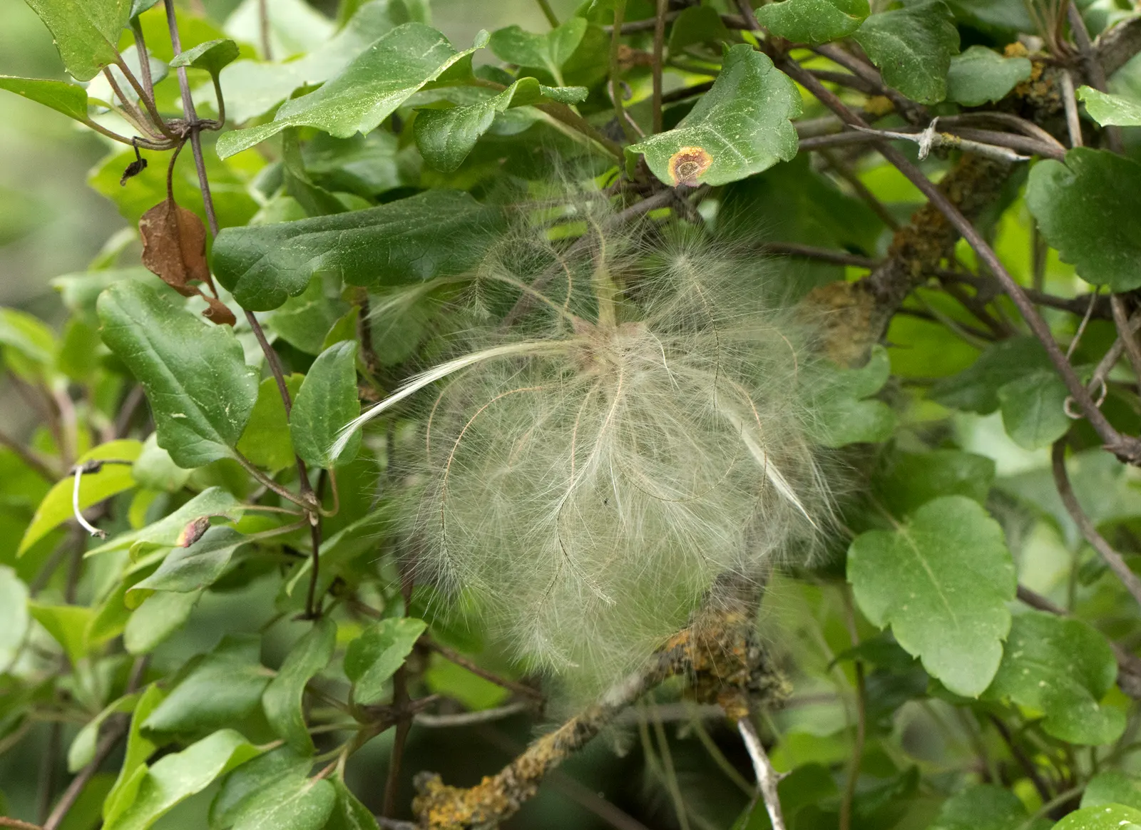 Evergreen Clematis (Clematis Armandii) — scientifically known as Clematis armandii
