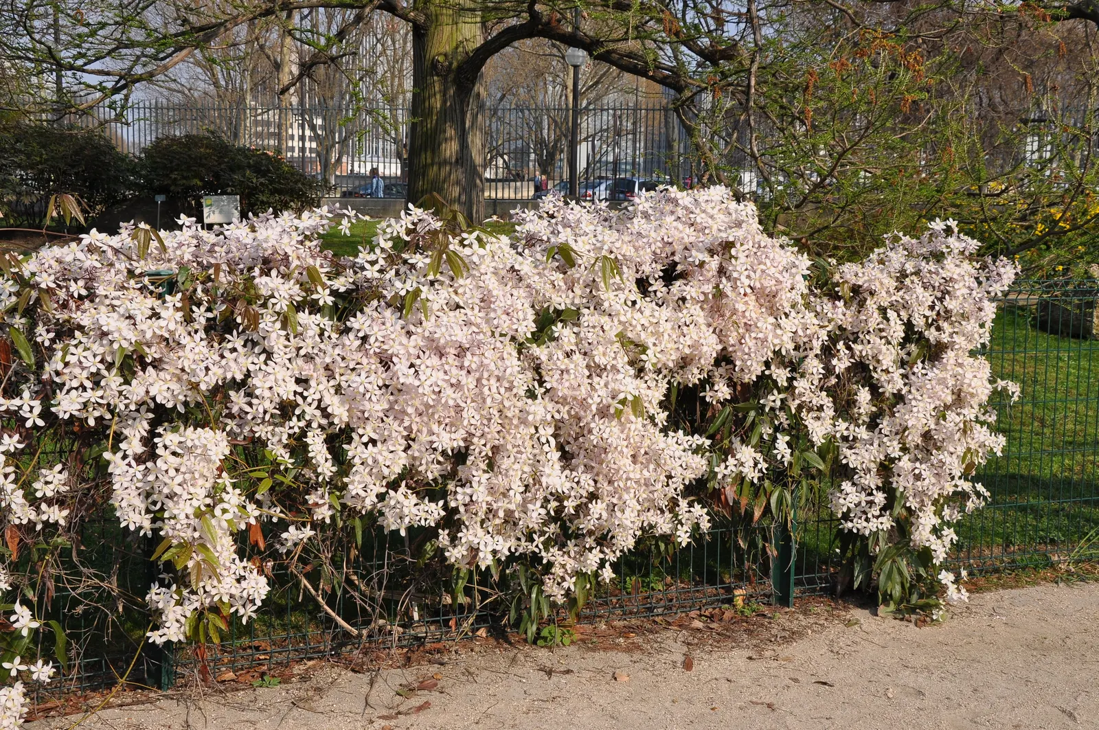 Evergreen Clematis (Clematis Armandii) — or arbors.<br><br>In early to mid-spring; and requires minimal pruning
