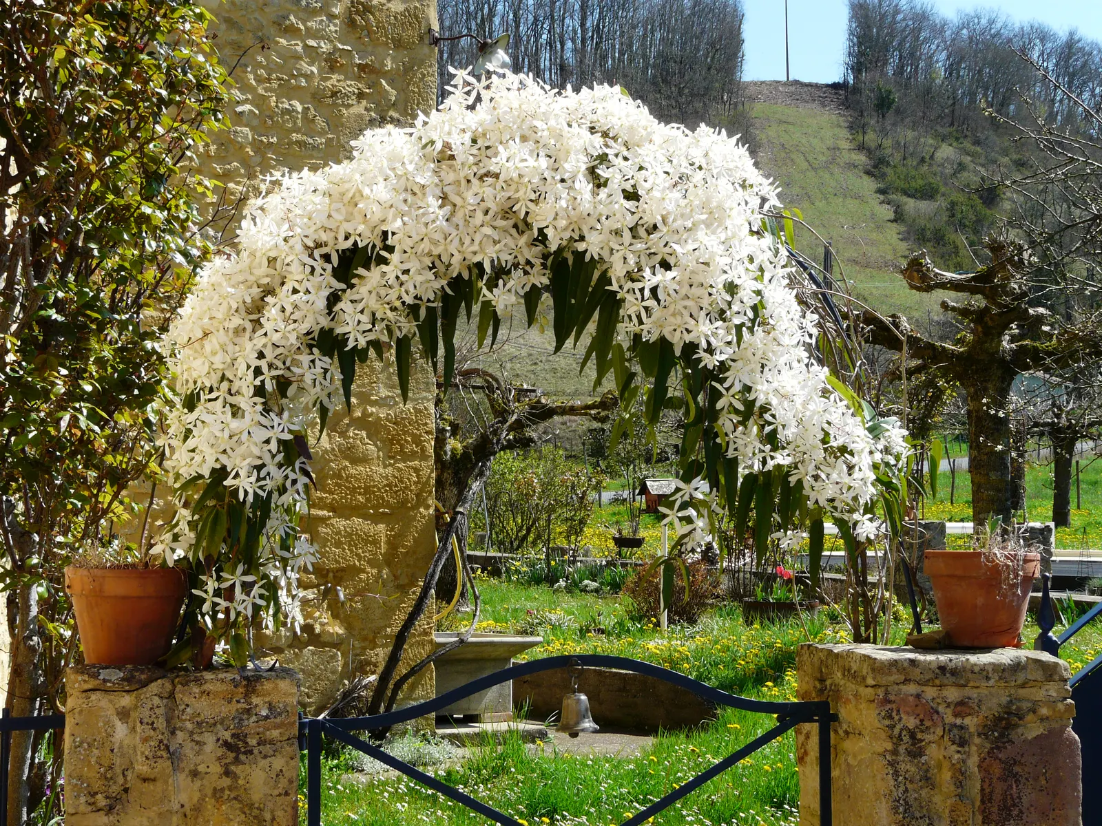 Evergreen Clematis (Clematis Armandii) — plant Clematis armandii in fertile