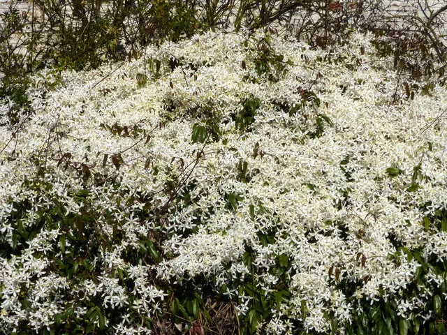 Evergreen Clematis (Clematis Armandii) — Provide sturdy support and prune lightly after flowering to maintain shape and health; scientifically known as