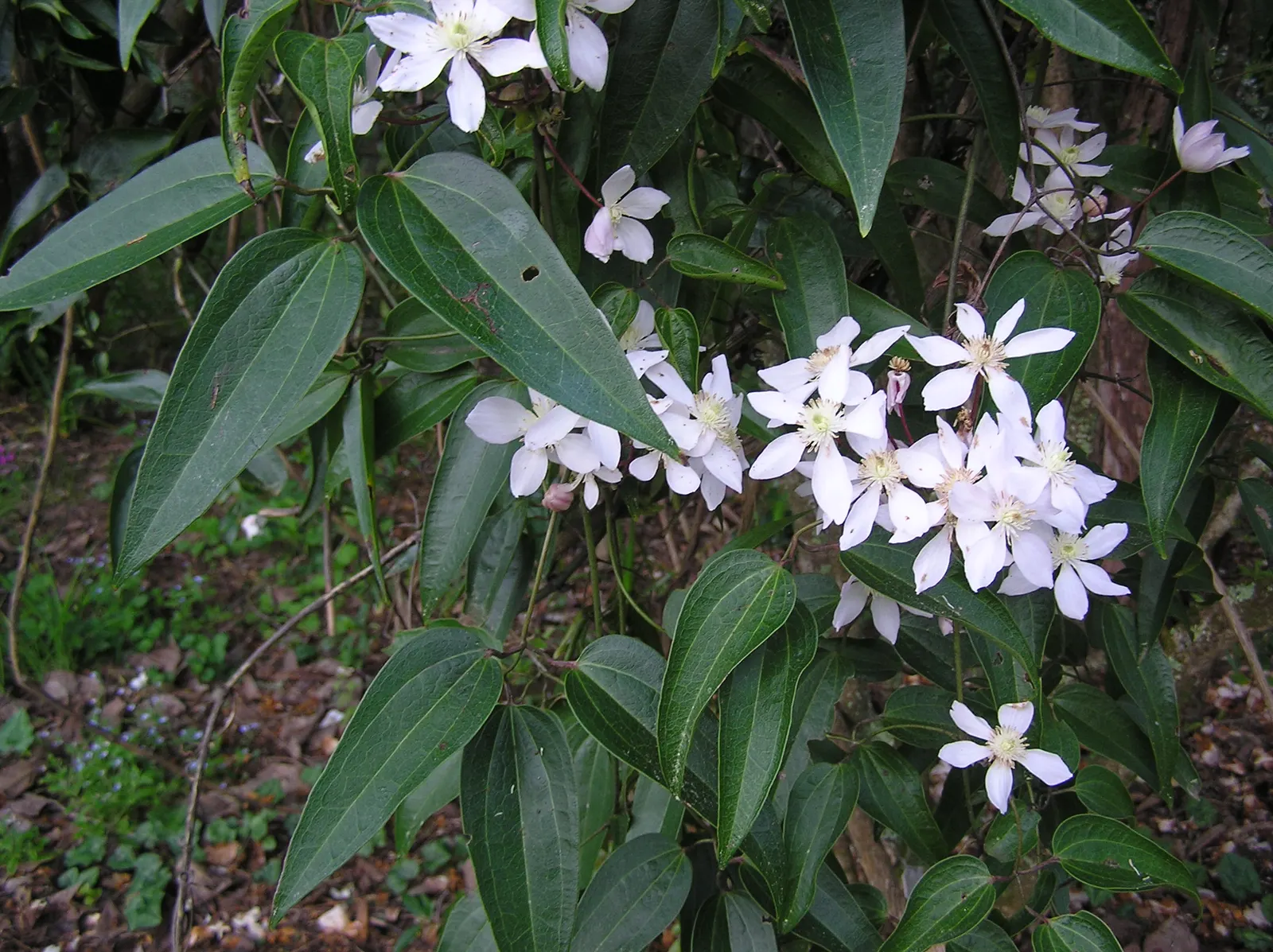 Evergreen Clematis (Clematis Armandii) — creamy white blossoms up to 2.5 inches across
