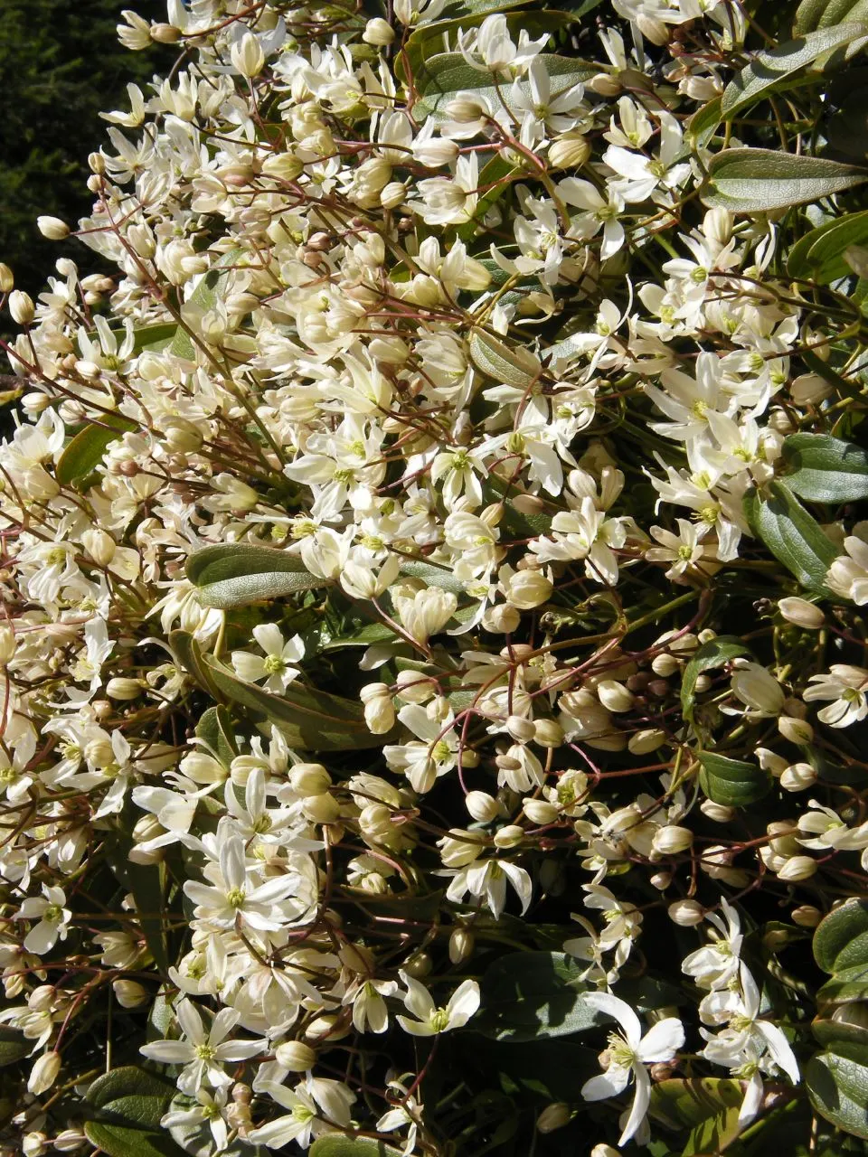 Evergreen Clematis (Clematis Armandii) — From late winter to early spring