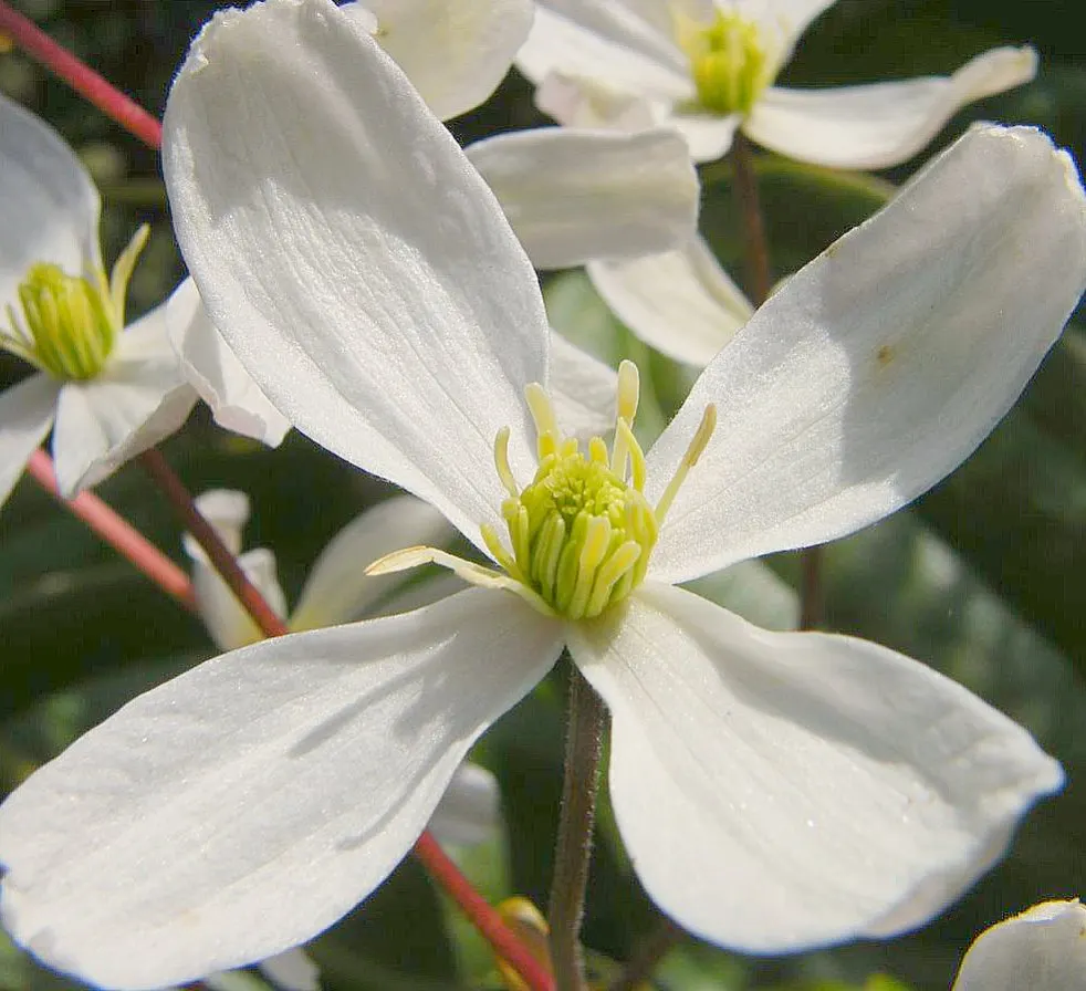 Evergreen Clematis (Clematis Armandii) — Evergreen Clematis (Clematis armandii) is a vigorous, evergreen vine with leathery, dark green leaves