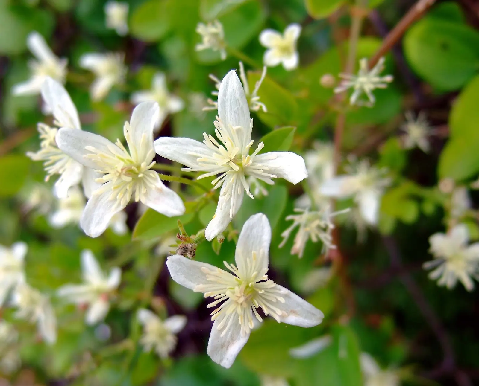 Evergreen Clematis (Clematis Armandii) — creamy white blossoms up to 2.5 inches across; vine with white blooms