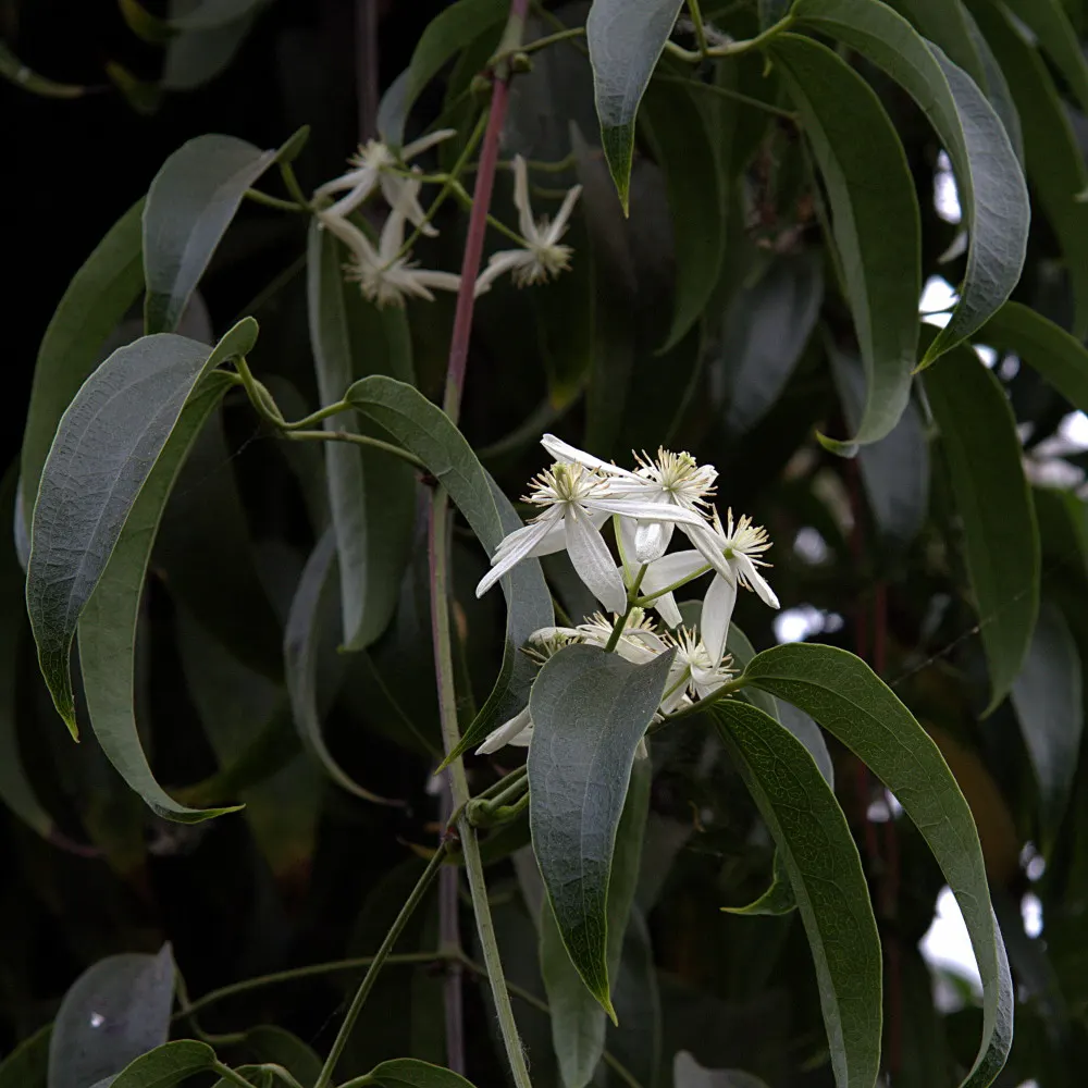 Evergreen Clematis (Clematis Armandii) — Provide sturdy support and prune lightly after flowering to maintain shape and health