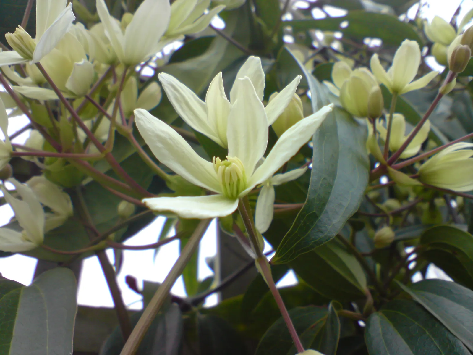 Evergreen Clematis (Clematis Armandii) — It thrives in well-drained soil, growing up to 20-30 feet long, and prefers a sunny to a partly shaded spot