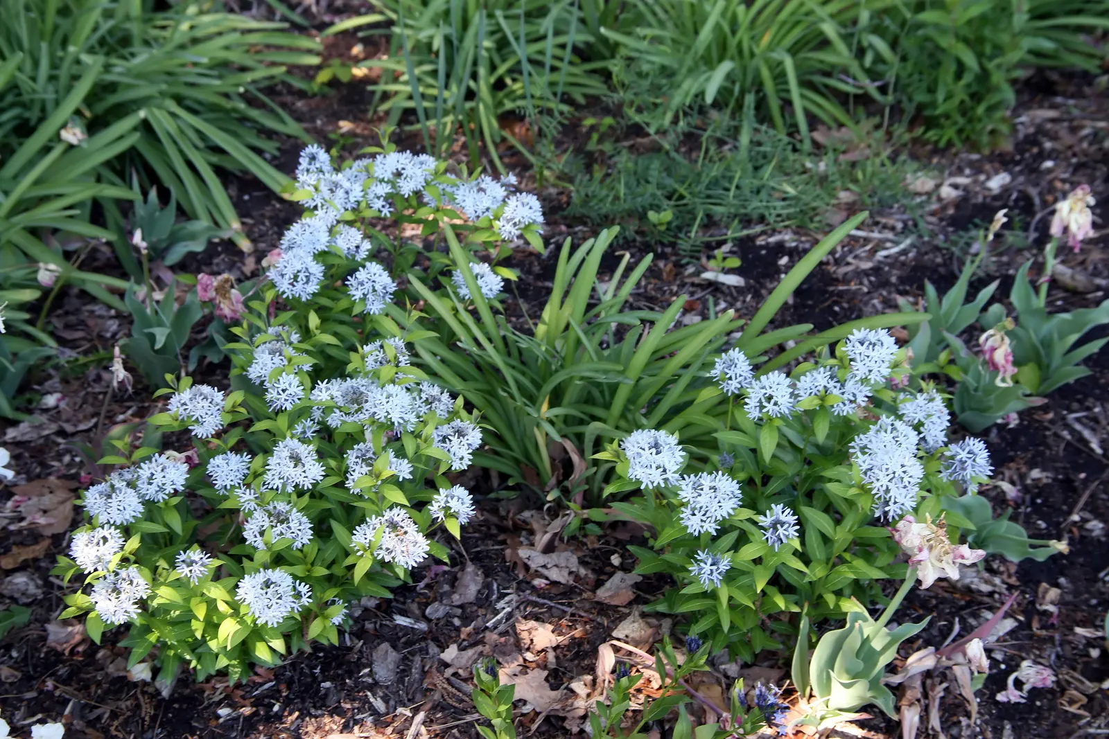 Blue Ice Amsonia (Amsonia Tab. 'Blue Ice') — hardiness zones 4 to 9, reaching up to 15-18 inches tall and spreading 18-24 inches wide