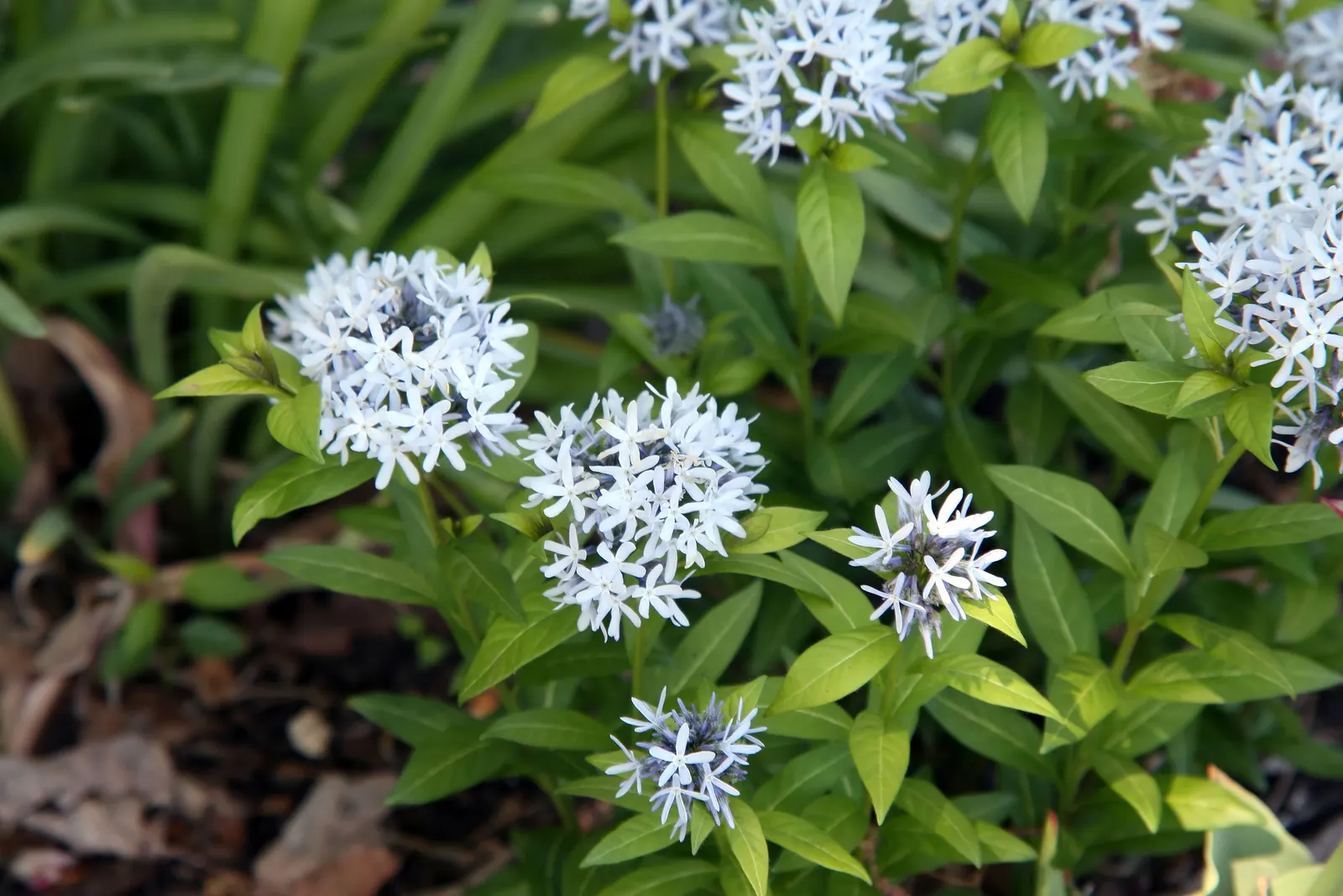 Blue Ice Amsonia (Amsonia Tab. 'Blue Ice') — suitable for adding a serene