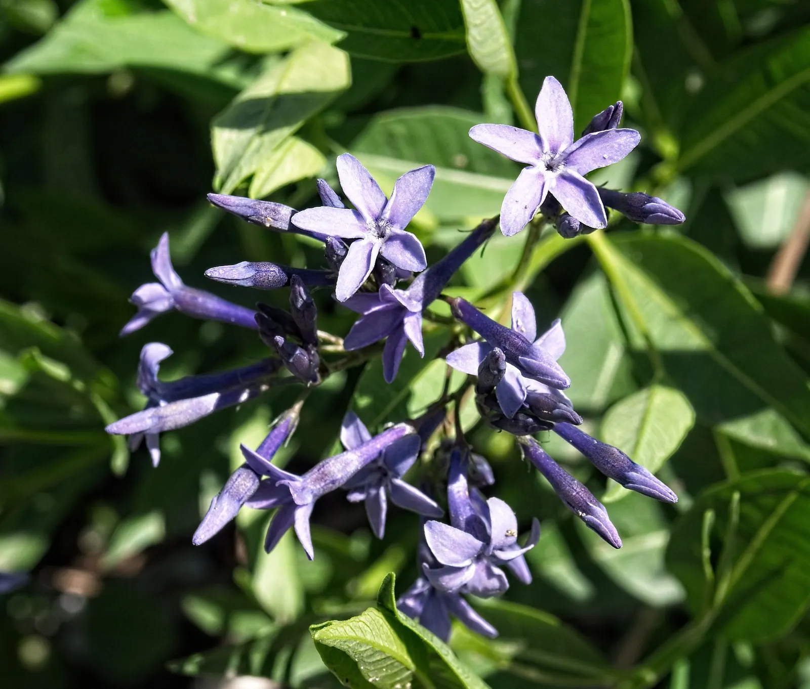 Blue Ice Amsonia (Amsonia Tab. 'Blue Ice') — known for its compact and robust form