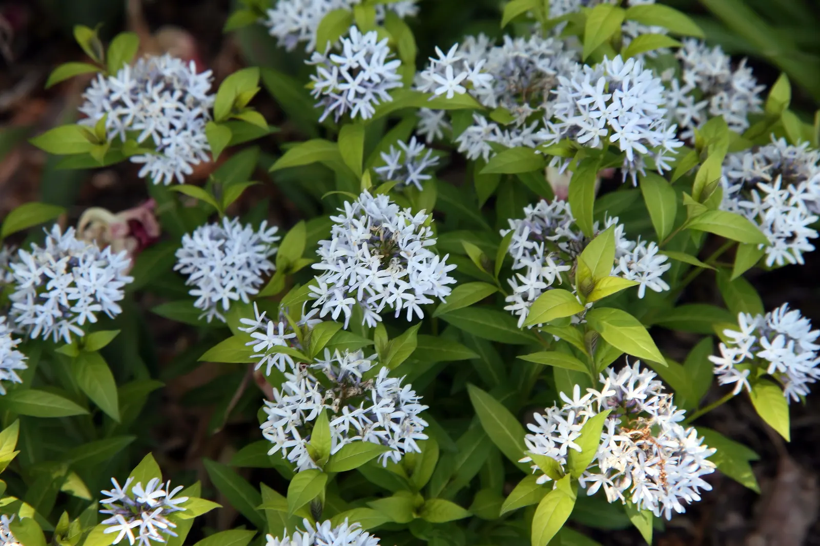 Blue Ice Amsonia (Amsonia Tab. 'Blue Ice') — is a delightful perennial that boasts a myriad of ornamental features