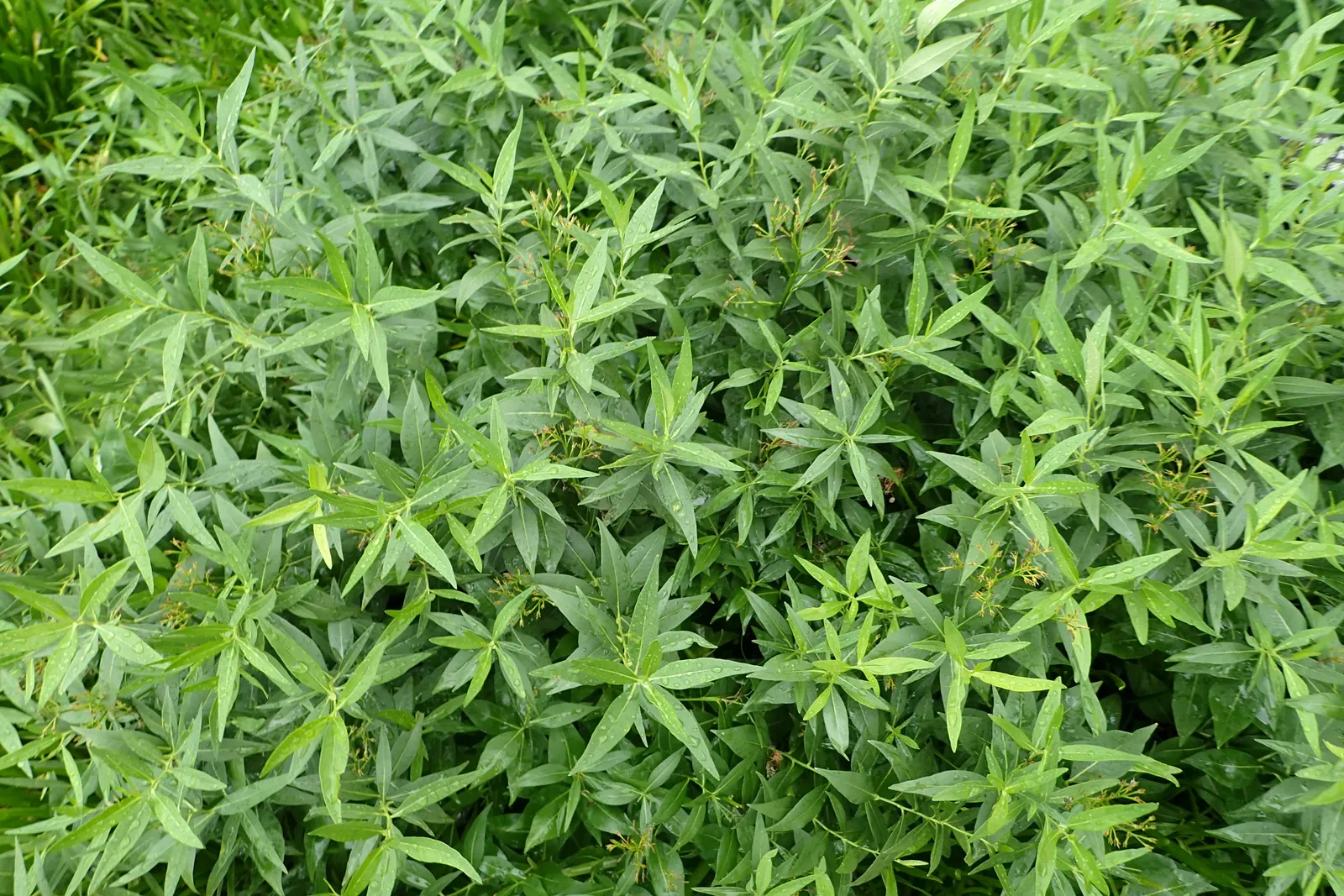 Blue Ice Amsonia (Amsonia Tab. 'Blue Ice') — blue hue to any landscape design