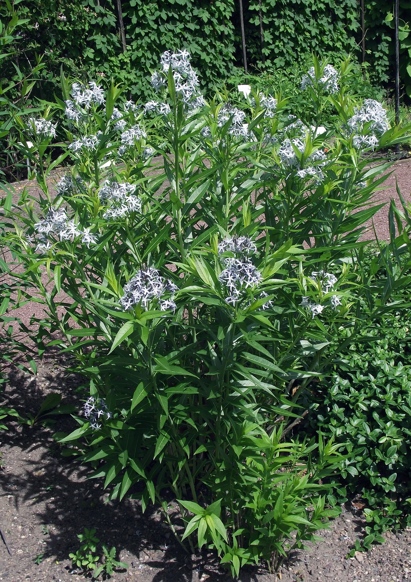 Blue Ice Amsonia (Amsonia Tab. 'Blue Ice') — providing extended seasonal interest