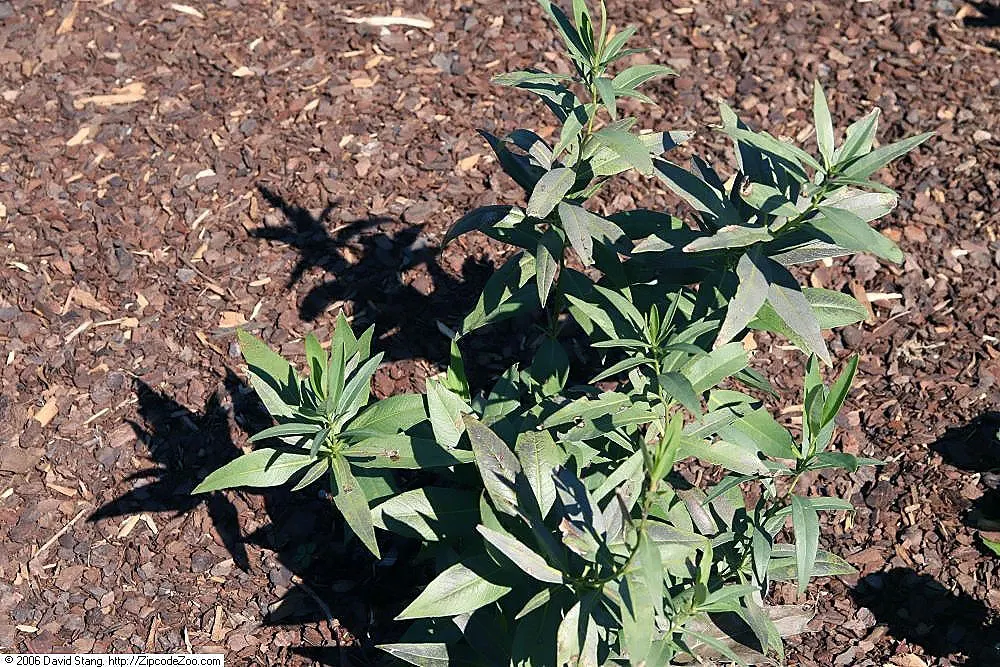 Blue Ice Amsonia (Amsonia Tab. 'Blue Ice') — scientifically referred to as Amsonia tabernaemontana 'Blue Ice'