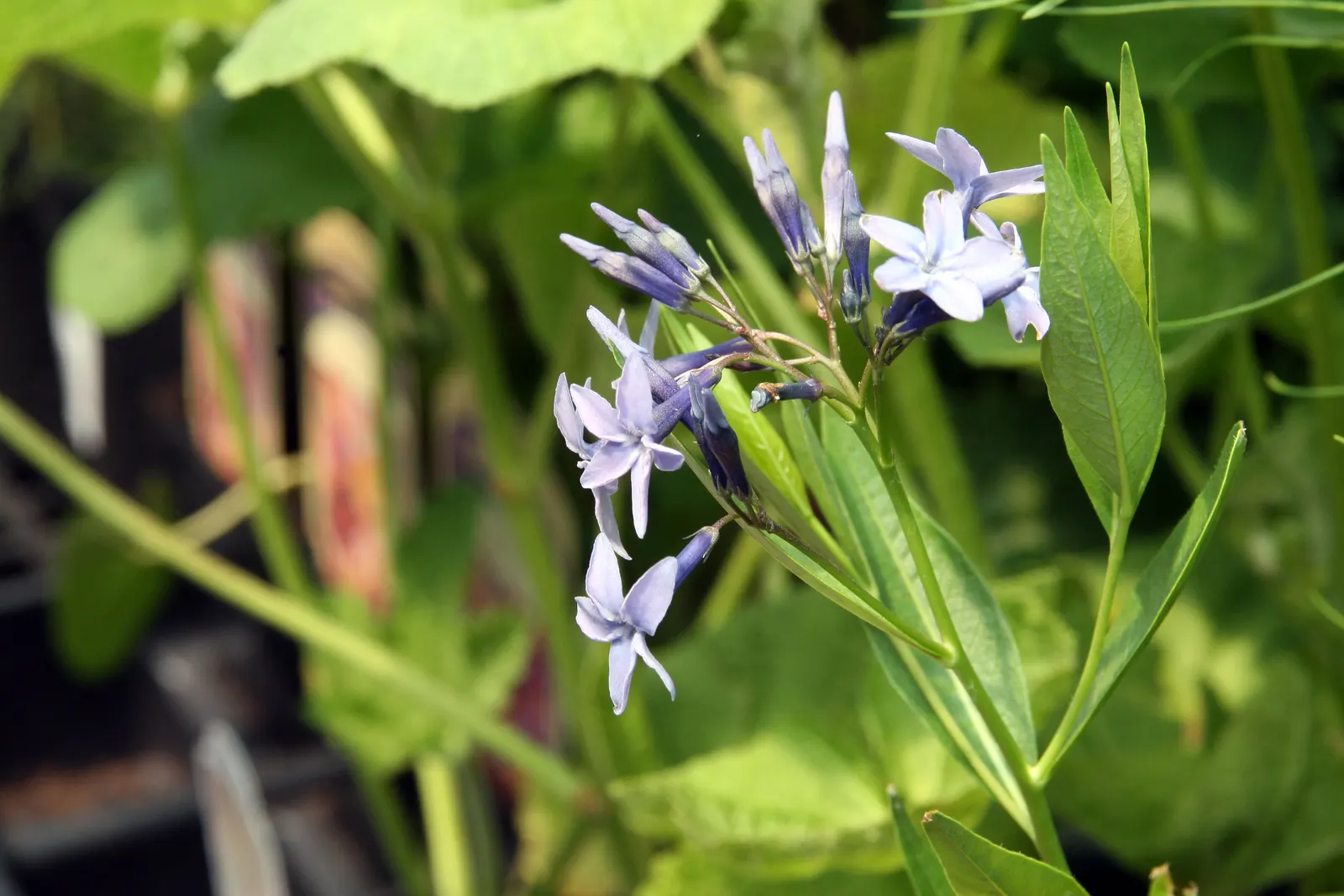 Blue Ice Amsonia (Amsonia Tab. 'Blue Ice') — This hardy perennial thrives in U.S