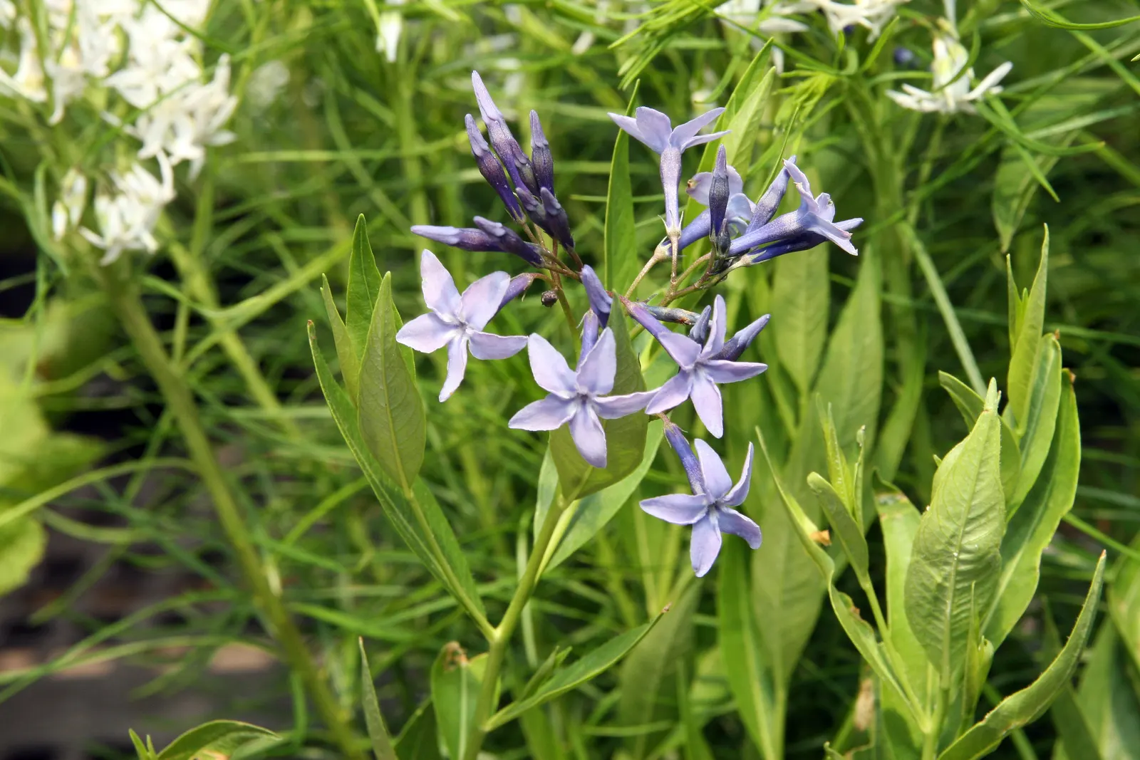 Blue Ice Amsonia (Amsonia Tab. 'Blue Ice') — Ideal for borders or mass plantings, it prefers full sun to part shade and well-drained soil