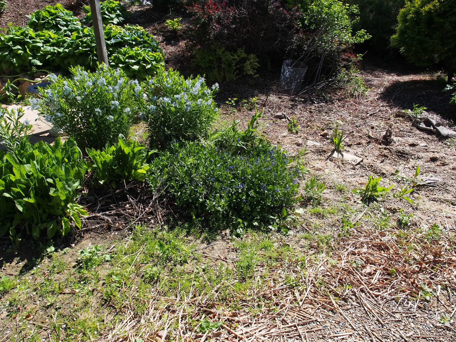 Blue Ice Amsonia (Amsonia Tab. 'Blue Ice') — The willow-like foliage transitions to a captivating golden-yellow in fall