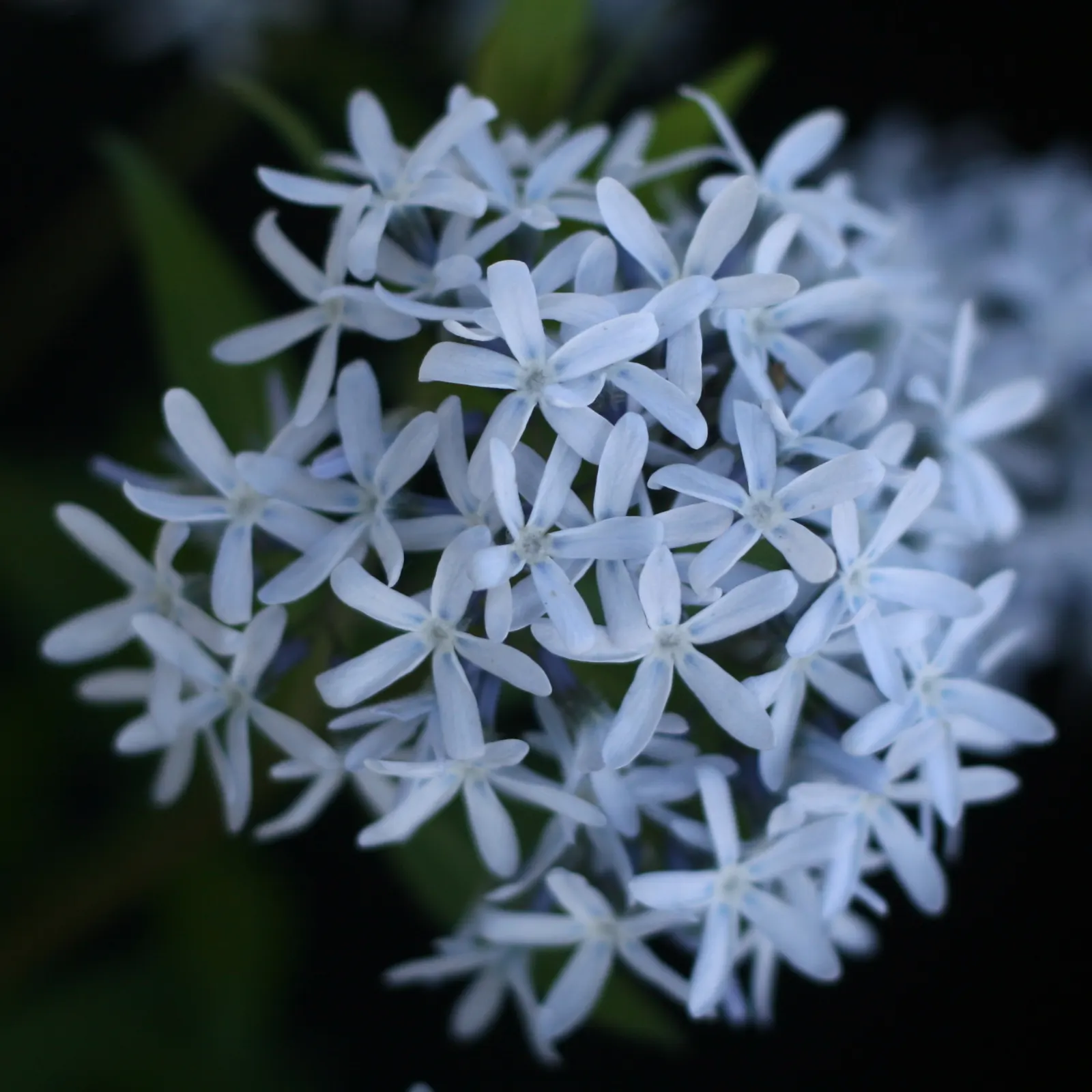 Blue Ice Amsonia (Amsonia Tab. 'Blue Ice') — presents a stunning late spring to early summer display