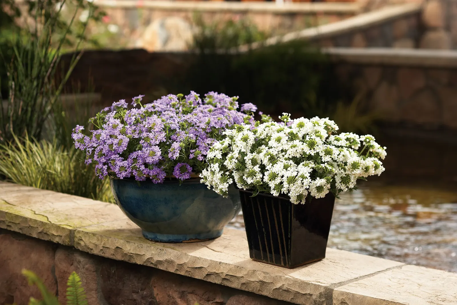 Blue II Scaevola (Scaevola aemula) — Its distinctive fan-shaped flowers appear in generous clusters from planting to frost