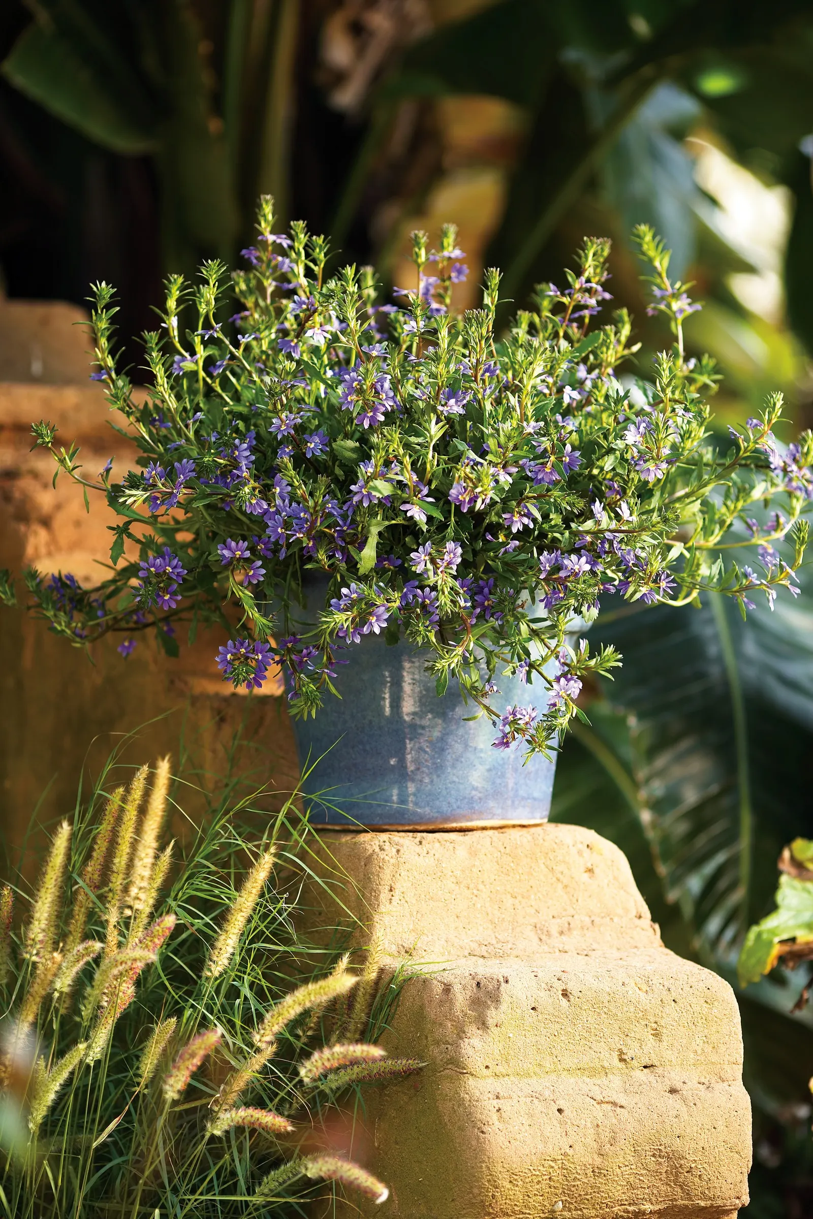 Blue II Scaevola (Scaevola aemula) — is a trailing annual in the Proven Winners® collection