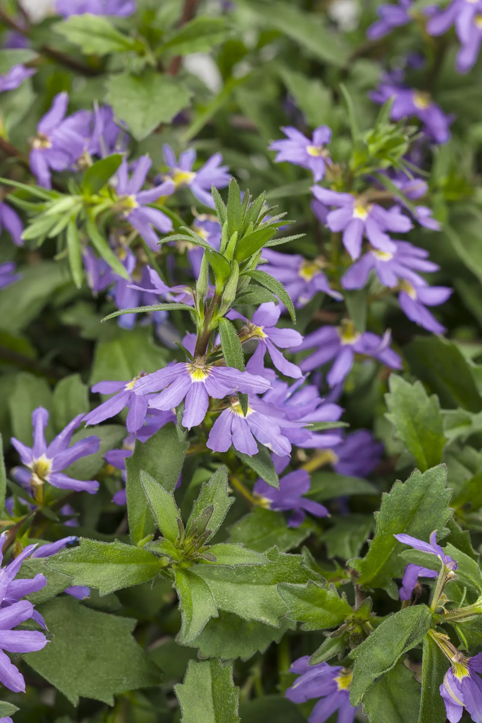 Blue II Scaevola (Scaevola aemula) — commonly referred to as Blue II Fan Flower; with average water once established