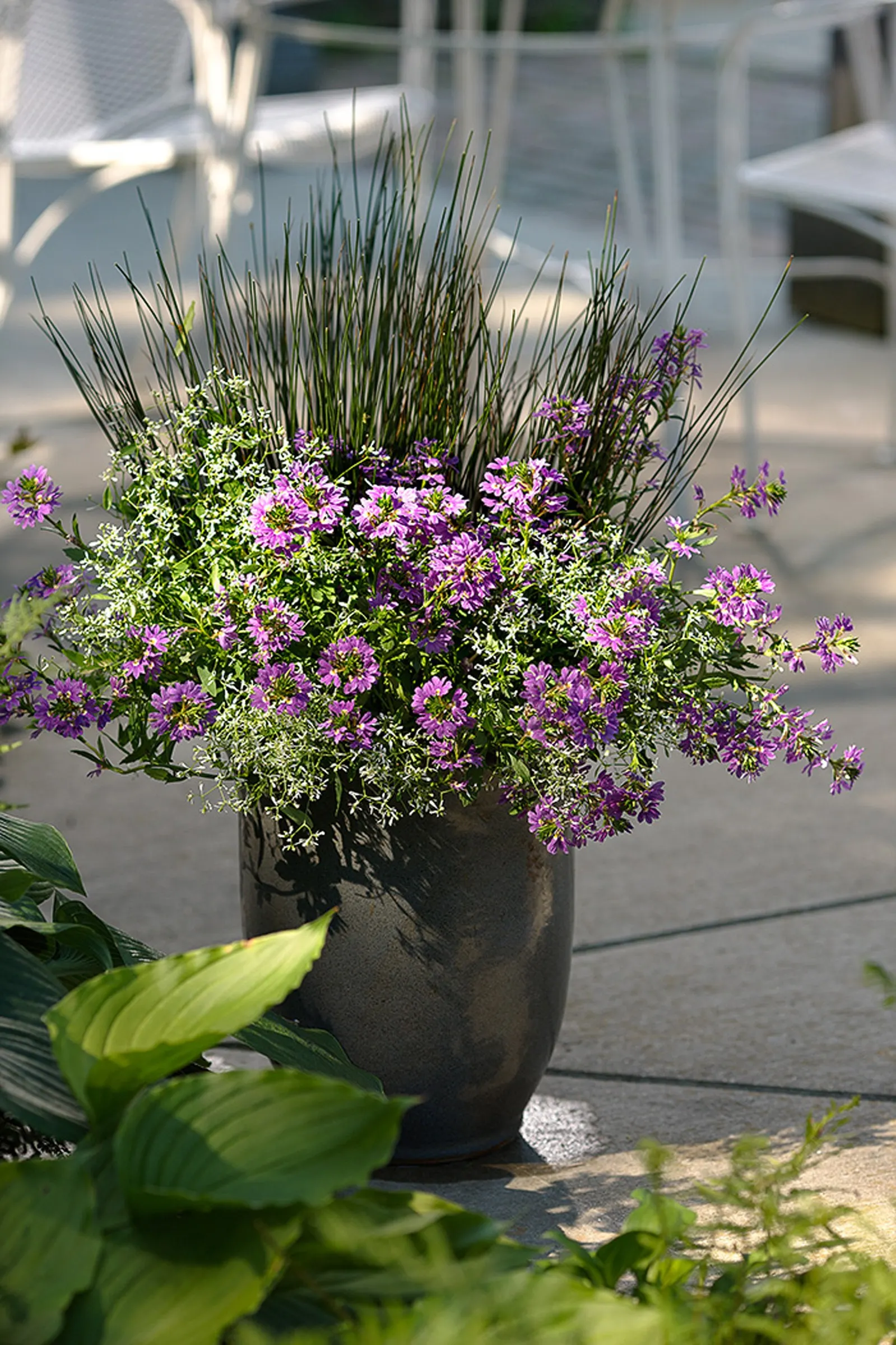 Blue Mohawk® Soft Rush (Juncus inflexus) — If the plants are dormant when they are transplanted they won't establish a good root system