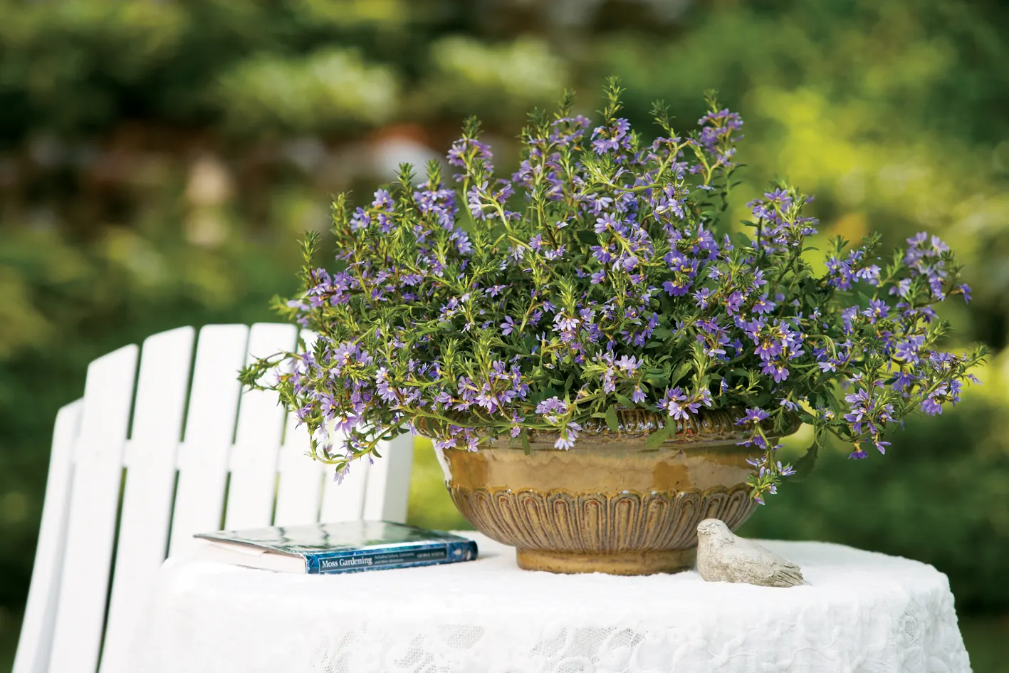 Blue II Scaevola (Scaevola aemula) — set against fresh green foliage that stays neat and lively through the heat of summer