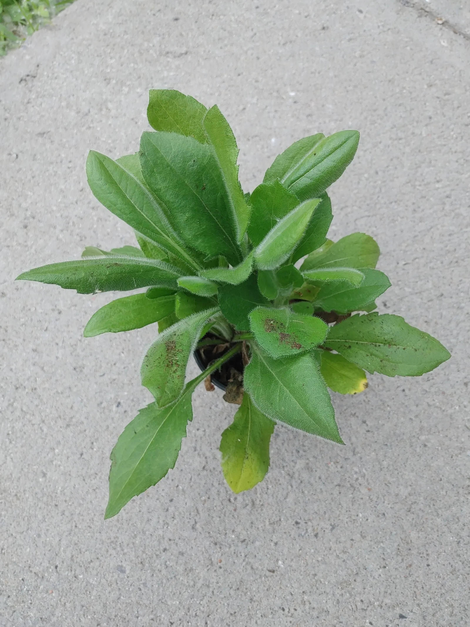 Black-Eyed Susan (Rudbeckia Hirta) — Renowned for its hardiness and adaptability