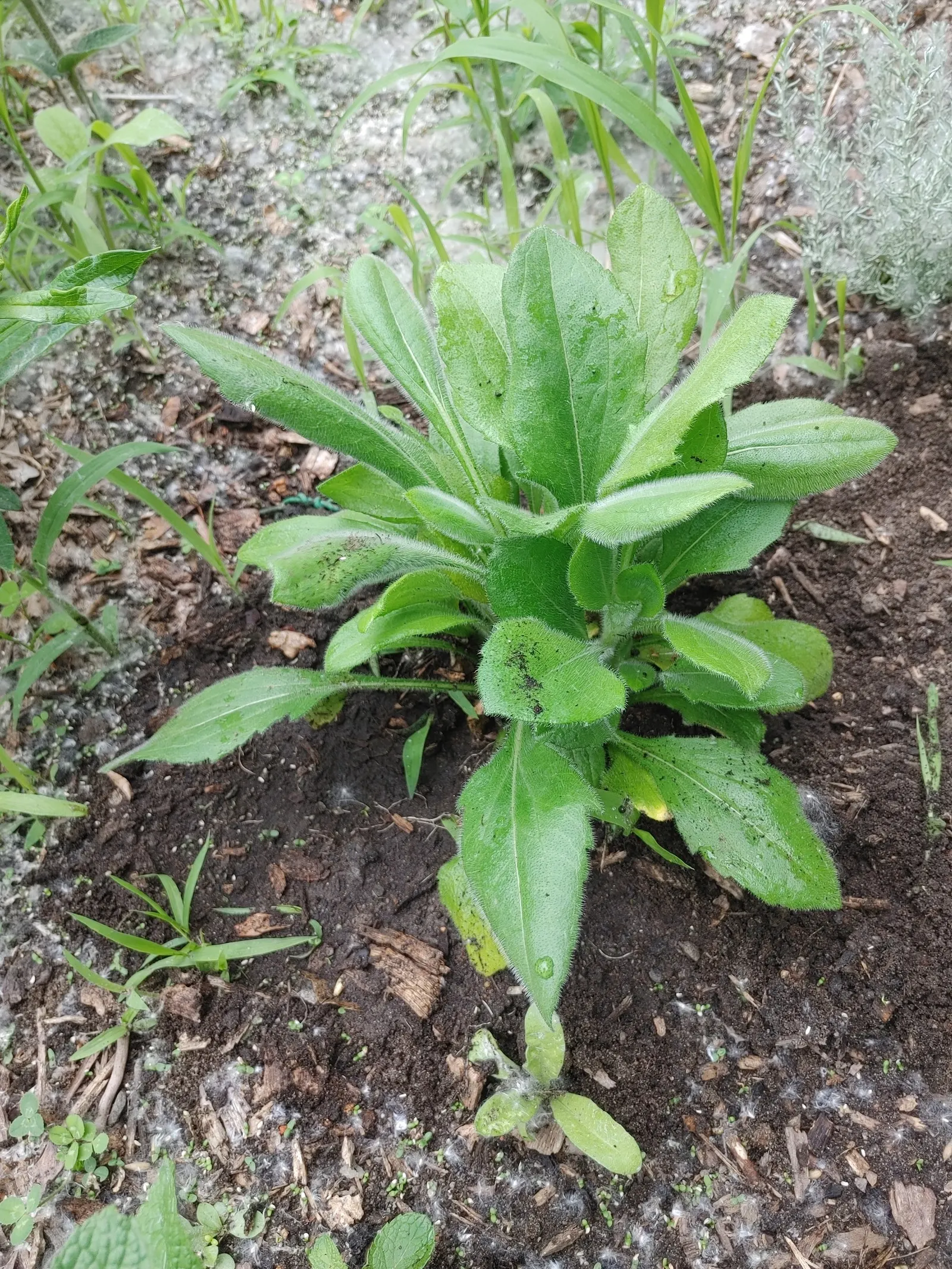 Black-Eyed Susan (Rudbeckia Hirta) — scientifically known as Rudbeckia hirta