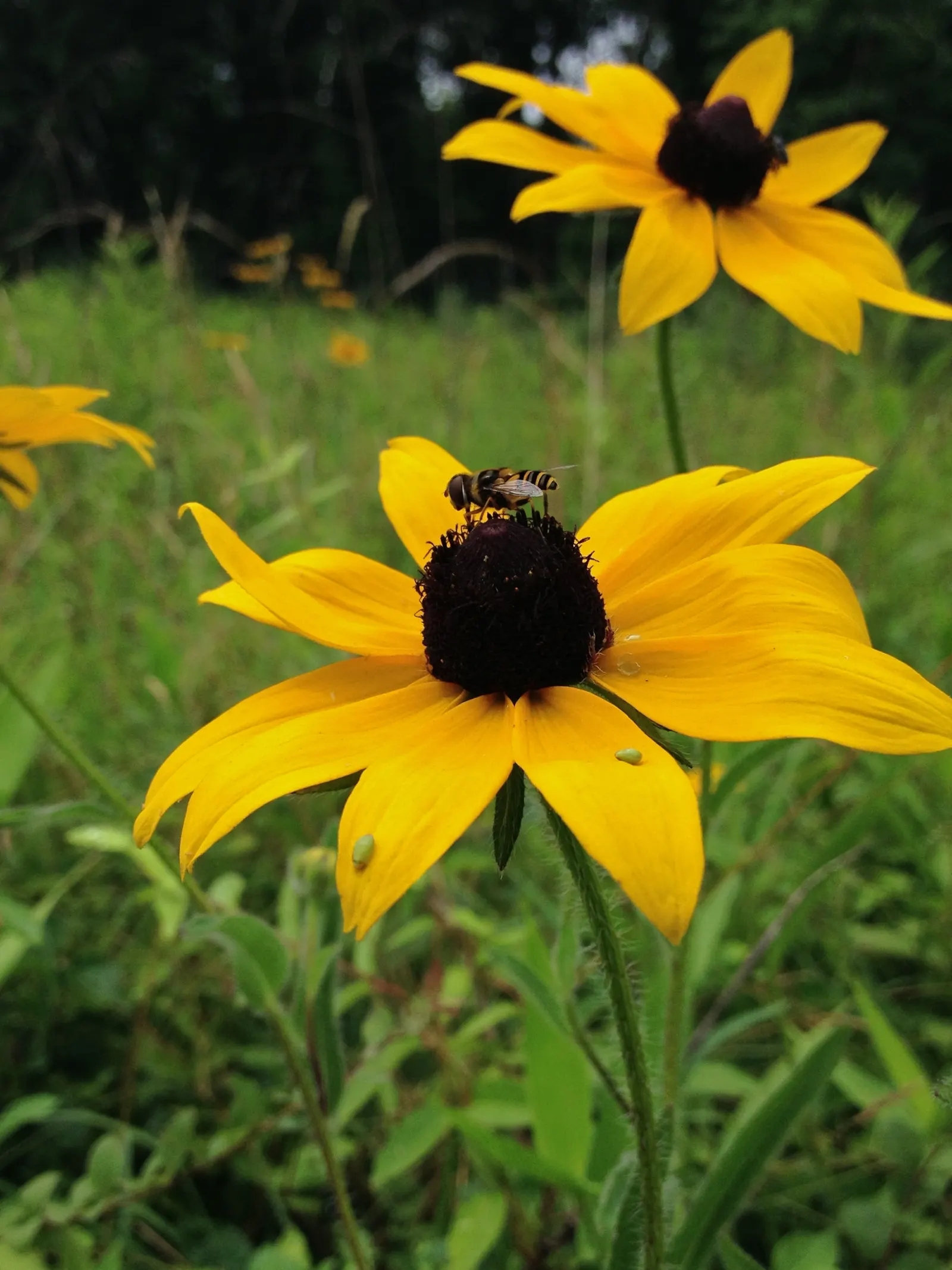 Black-Eyed Susan (Rudbeckia Hirta) — it stands between 1 to 3 feet tall with a spread of 12 to 18 inches