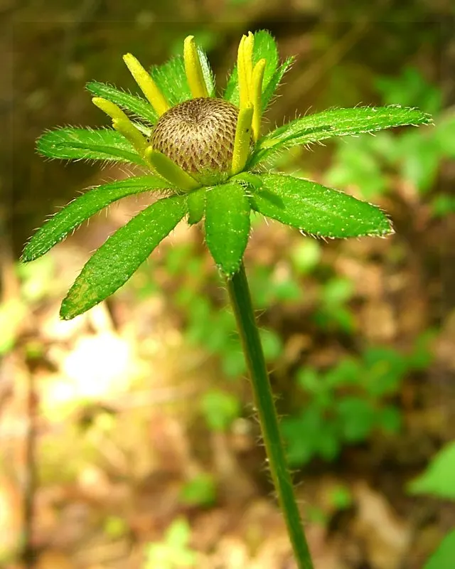 Black-Eyed Susan (Rudbeckia Hirta) — long blooming period from June to September